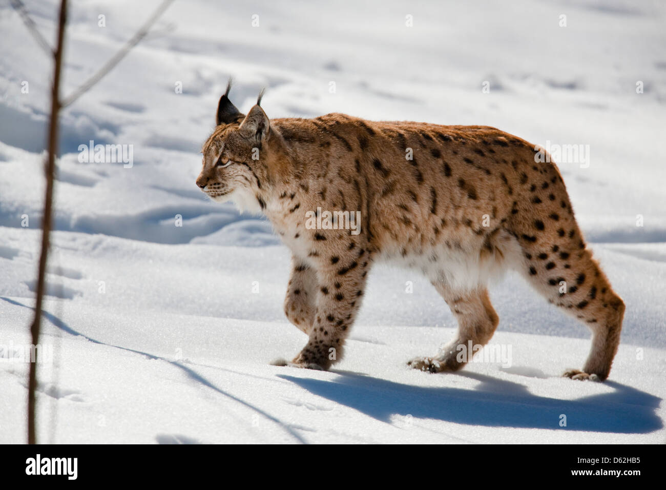 Portrait of Eurasian Lynx (Lynx lynx) walking in deep snow. Germany, Bavaria, National Park Bayerischer Wald. Stock Photo