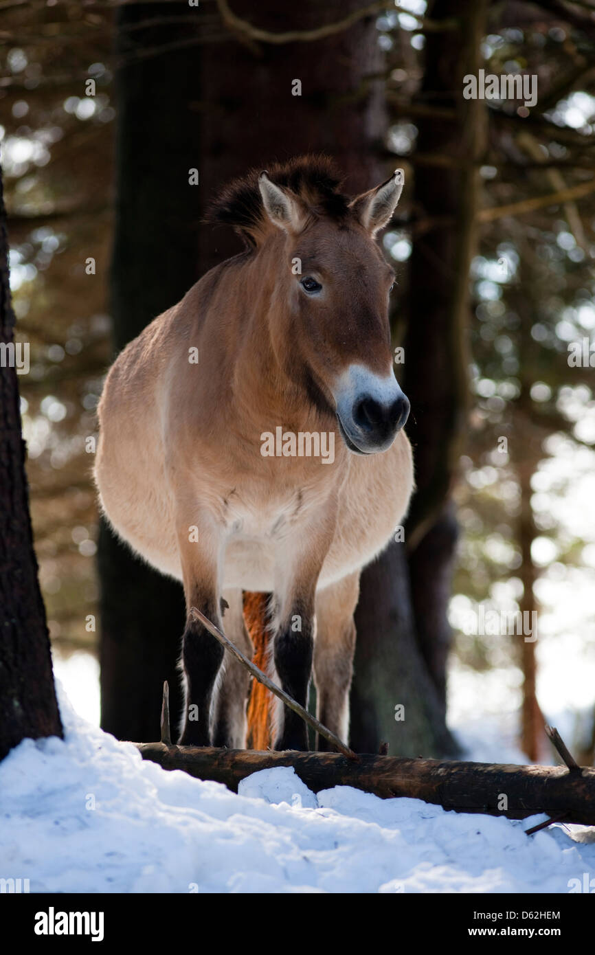 Germany, Bavaria, National Park Bayerischer Wald. Przewalski's Horse or Takhi (Equus ferus przewalskii) in snow, captive. Stock Photo