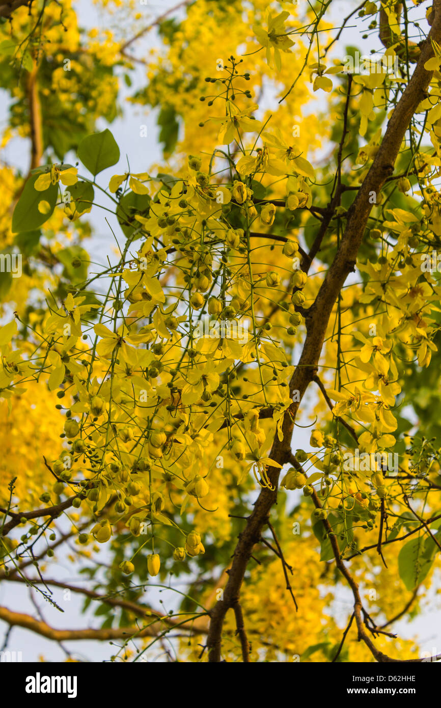 Golden shower flowers Stock Photo