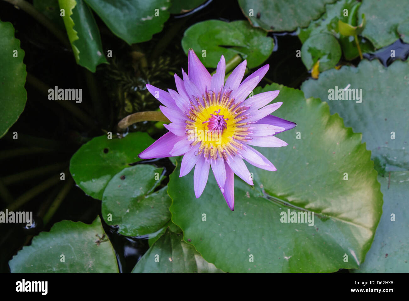 Purple lotus lotus leaf green background Stock Photo Alamy