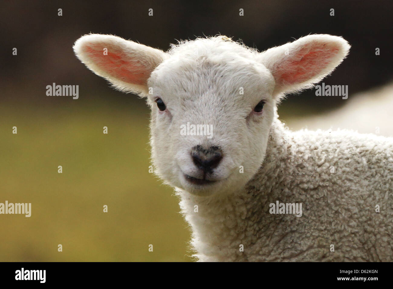 70400g hi-res stock photography and images - Alamy
