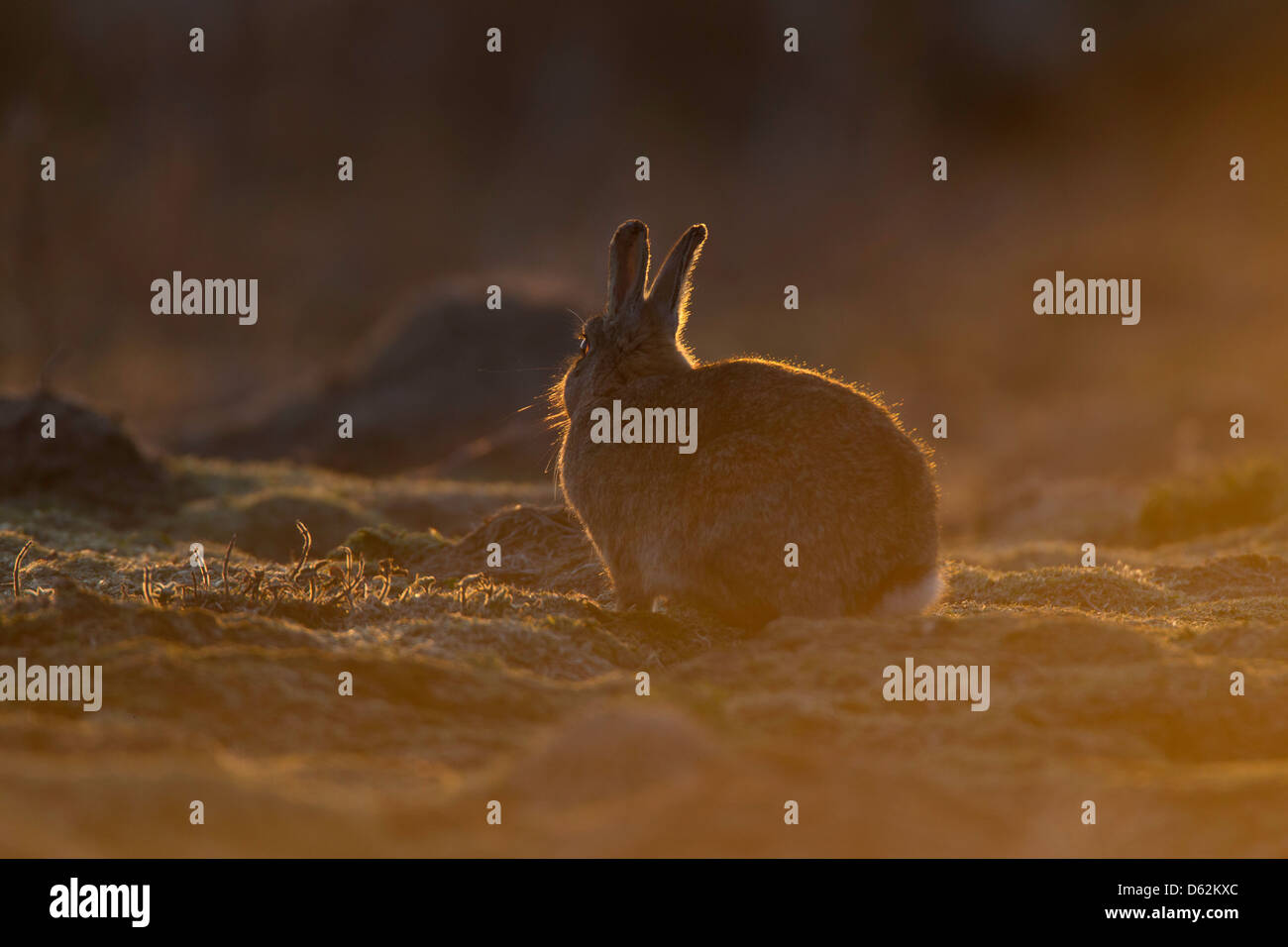 oryctolagus cuniculas - wild rabbit sitting on grassland, back-lit by sunset. Stock Photo