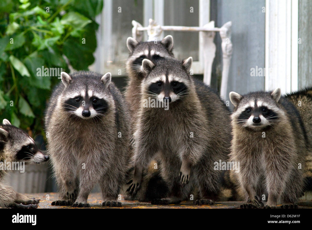Raccoons at Shelton, Washington, USA. Stock Photo