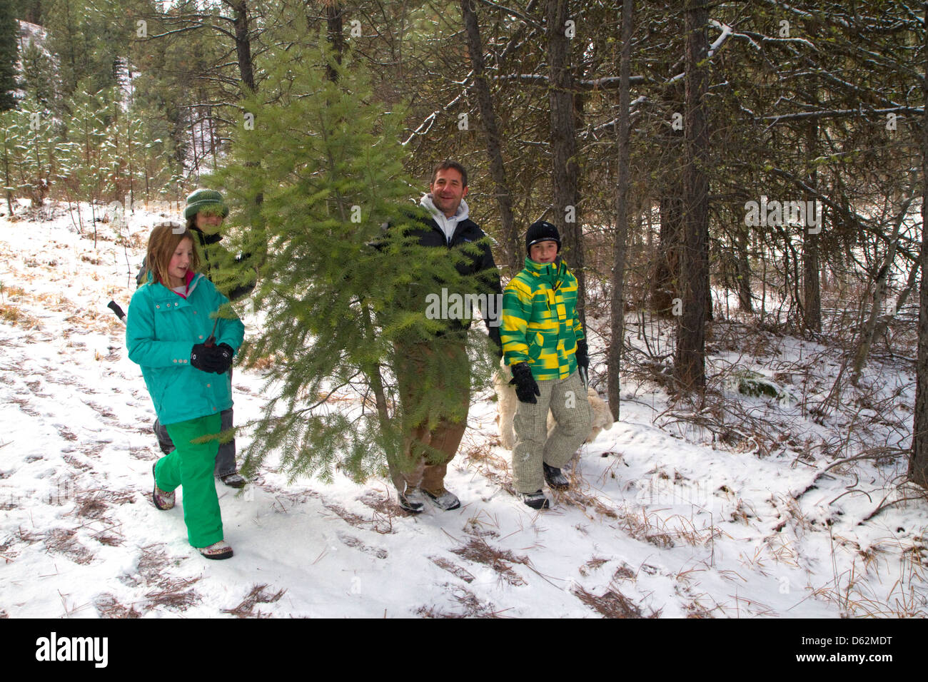 Family tree hires stock photography and images Alamy