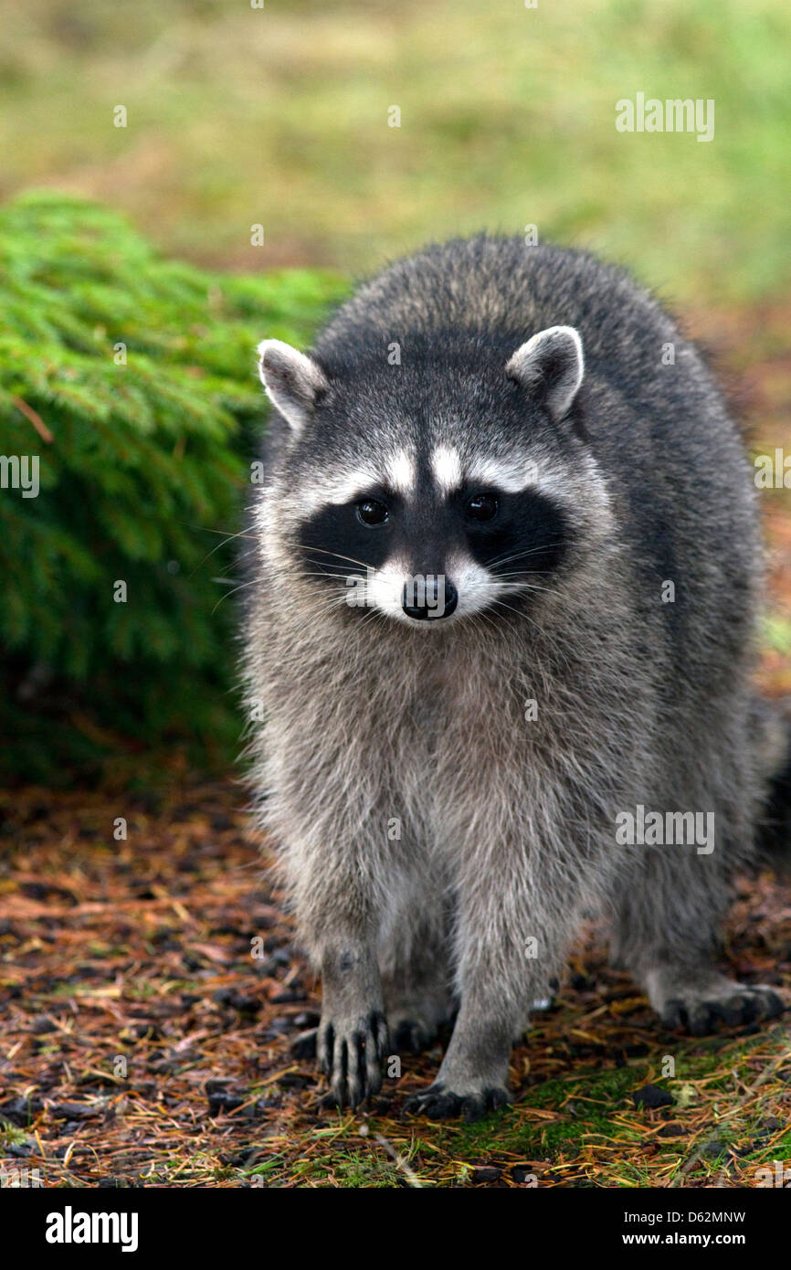 Raccoon at Shelton, Washington, USA. Stock Photo