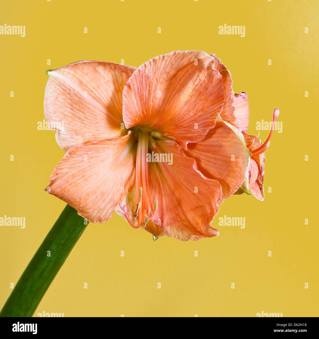 Single Amaryllis belladona (Hipperastrum) on a yellow background Stock Photo