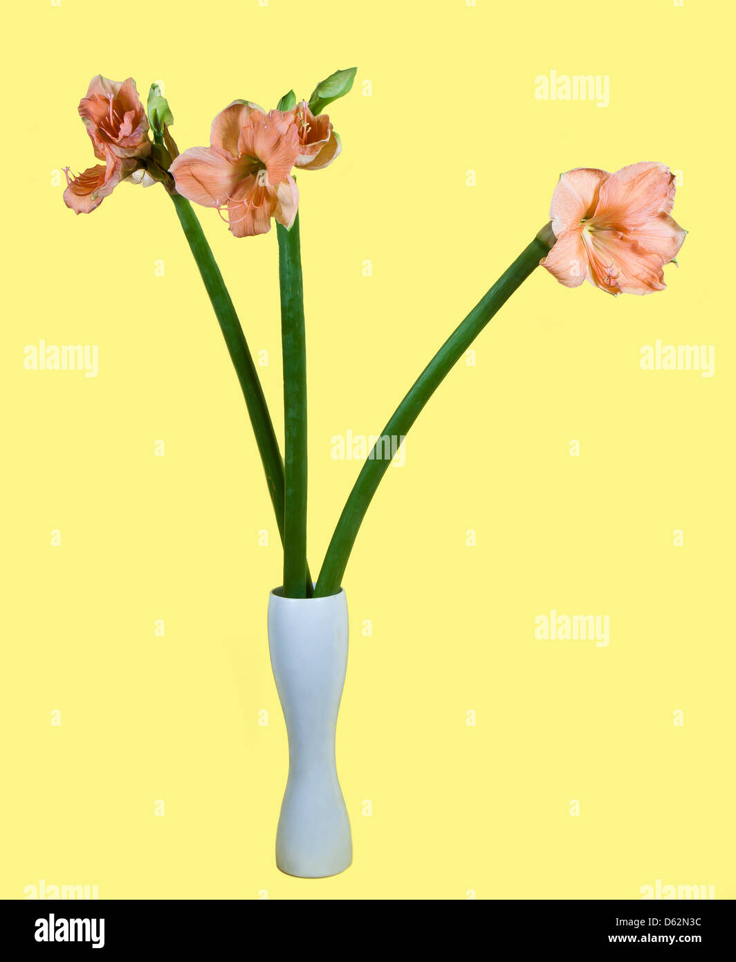 Bouquet of Amaryllis belladona (Hipperastrum) in a vase on a yellow background Stock Photo