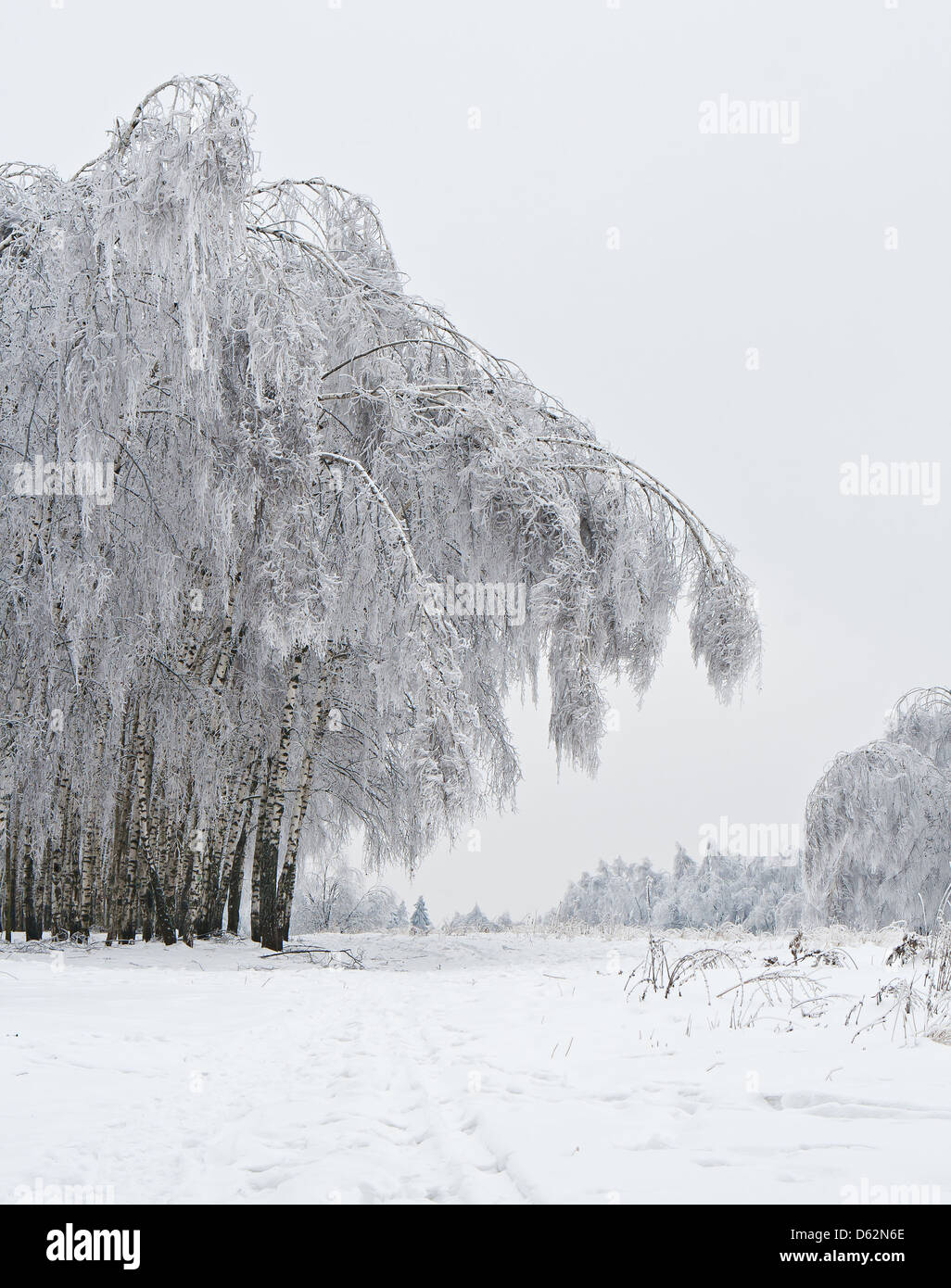 Winter landscape - birchwood after a sleet Stock Photo