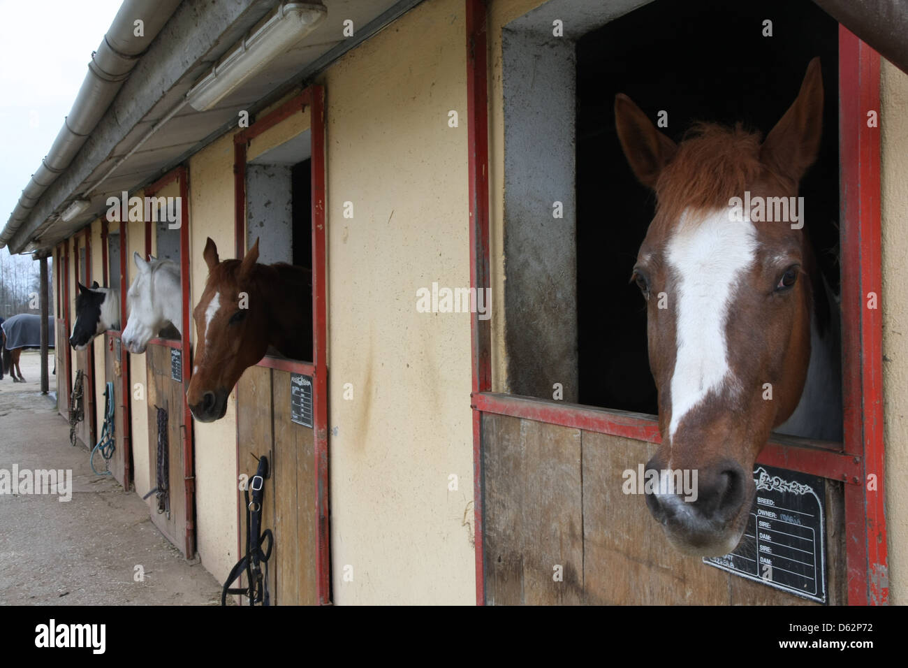 mighty horse stallions in the enclosure of a barn of a riding school Stock Photo