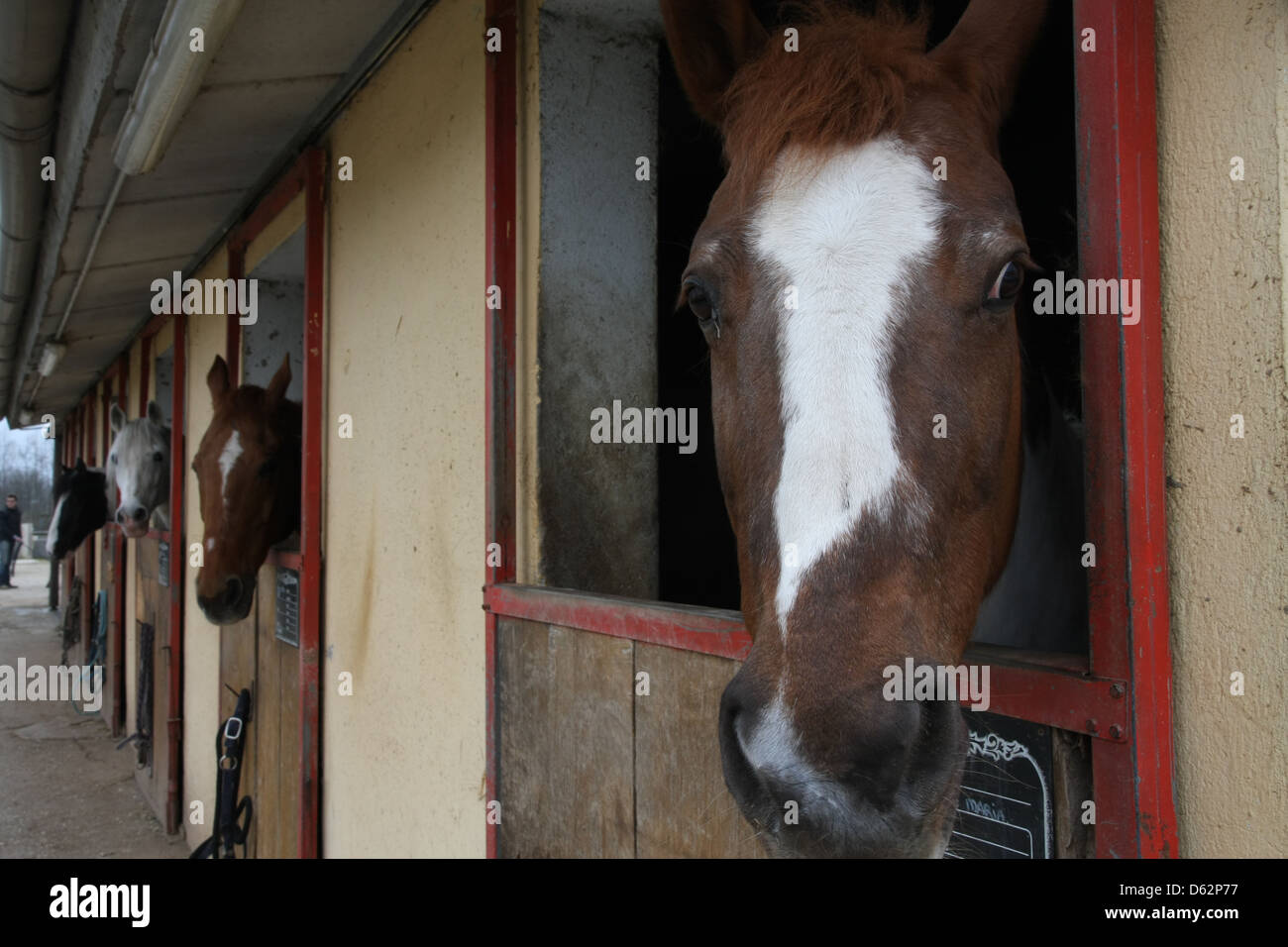 mighty horse stallions in the enclosure of a barn of a riding school Stock Photo