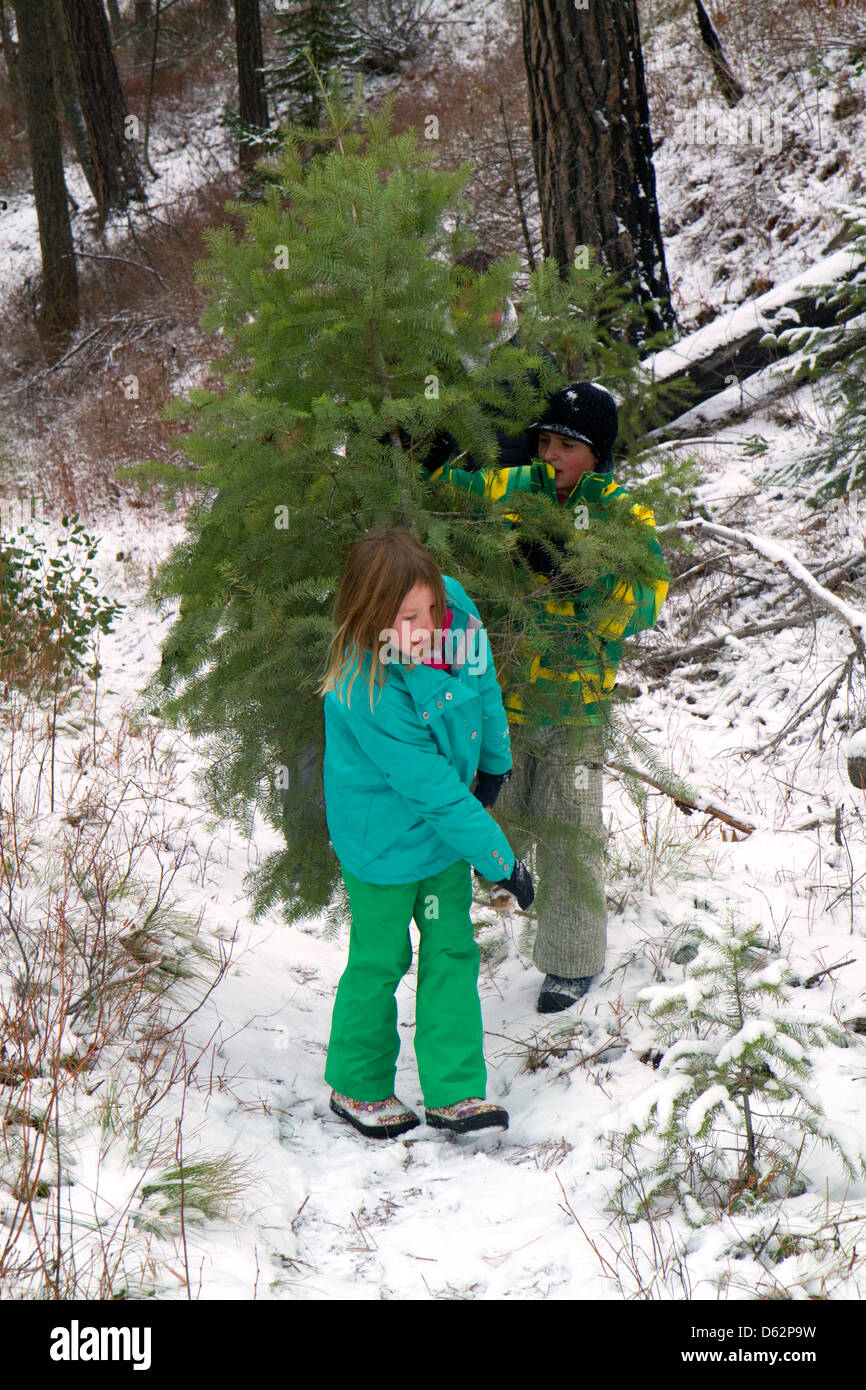 Family cutting a christmas tree in the Boise National Forest near Idaho City, Idaho, USA. Stock Photo