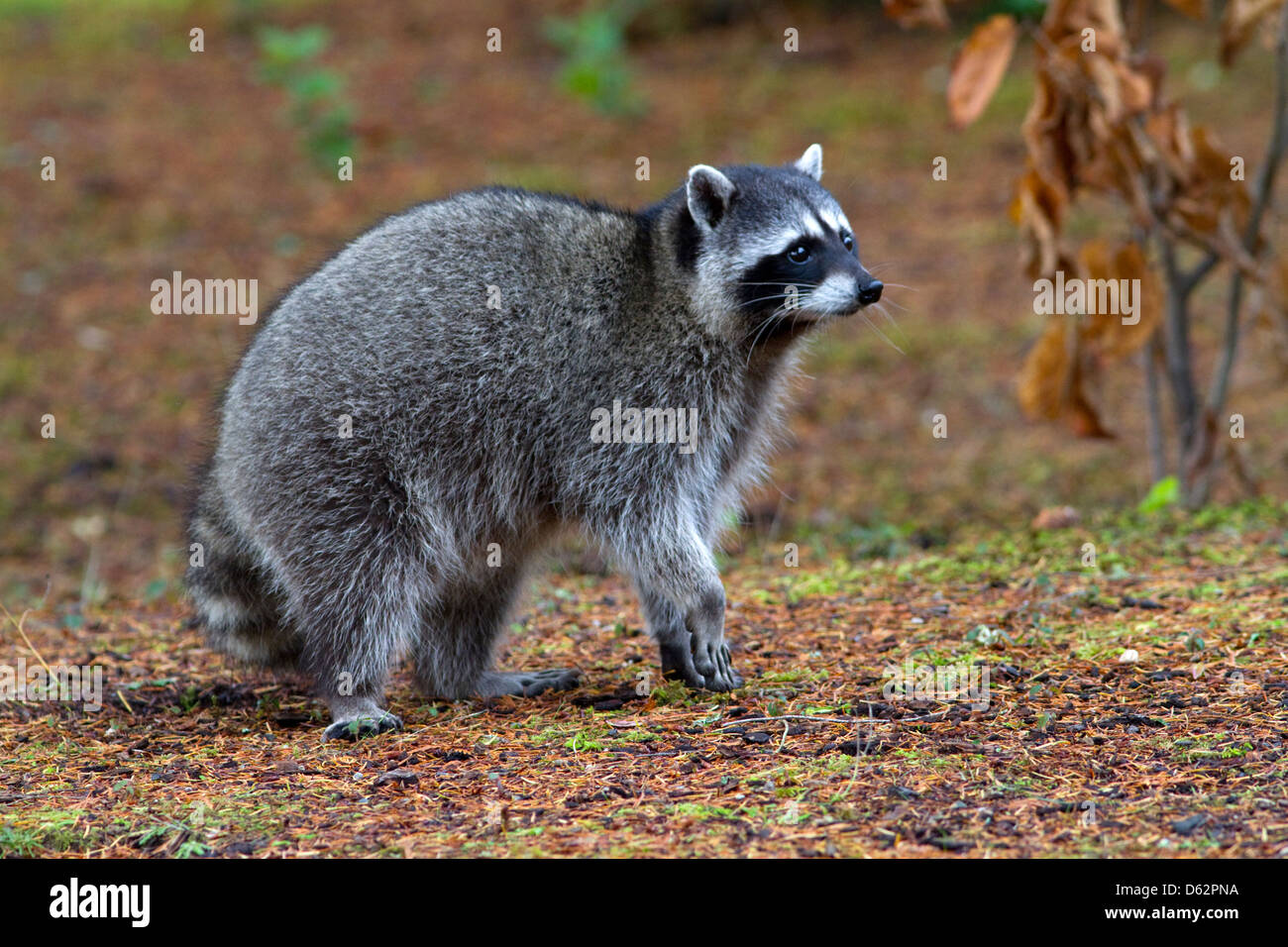 Raccoon at Shelton, Washington, USA. Stock Photo