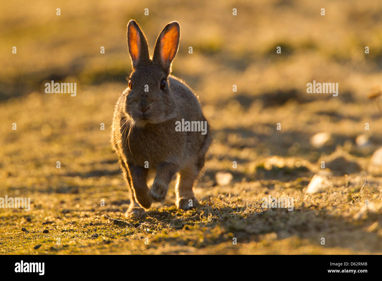 Rabbit running hires stock photography and images Alamy
