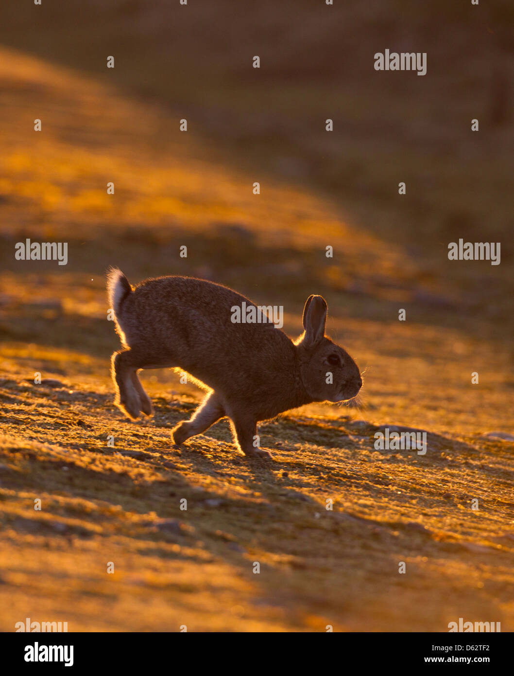 oryctolagus cuniculas - wild rabbit running across grassland on Skomer Island, back-lit against sunset Stock Photo