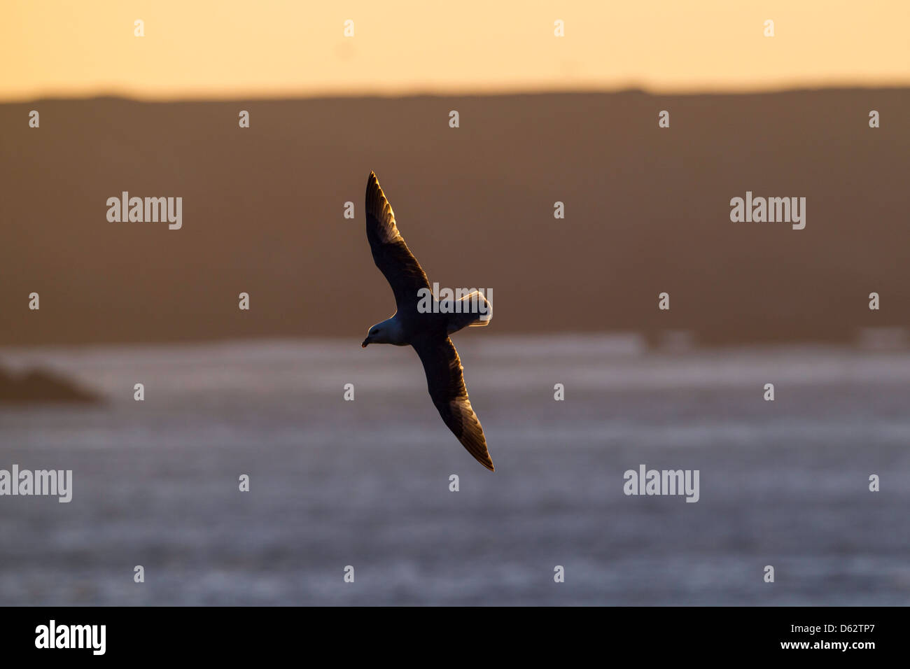 fulmarus glacialis - Fulmar in flight back-lit by the sunrise Stock Photo