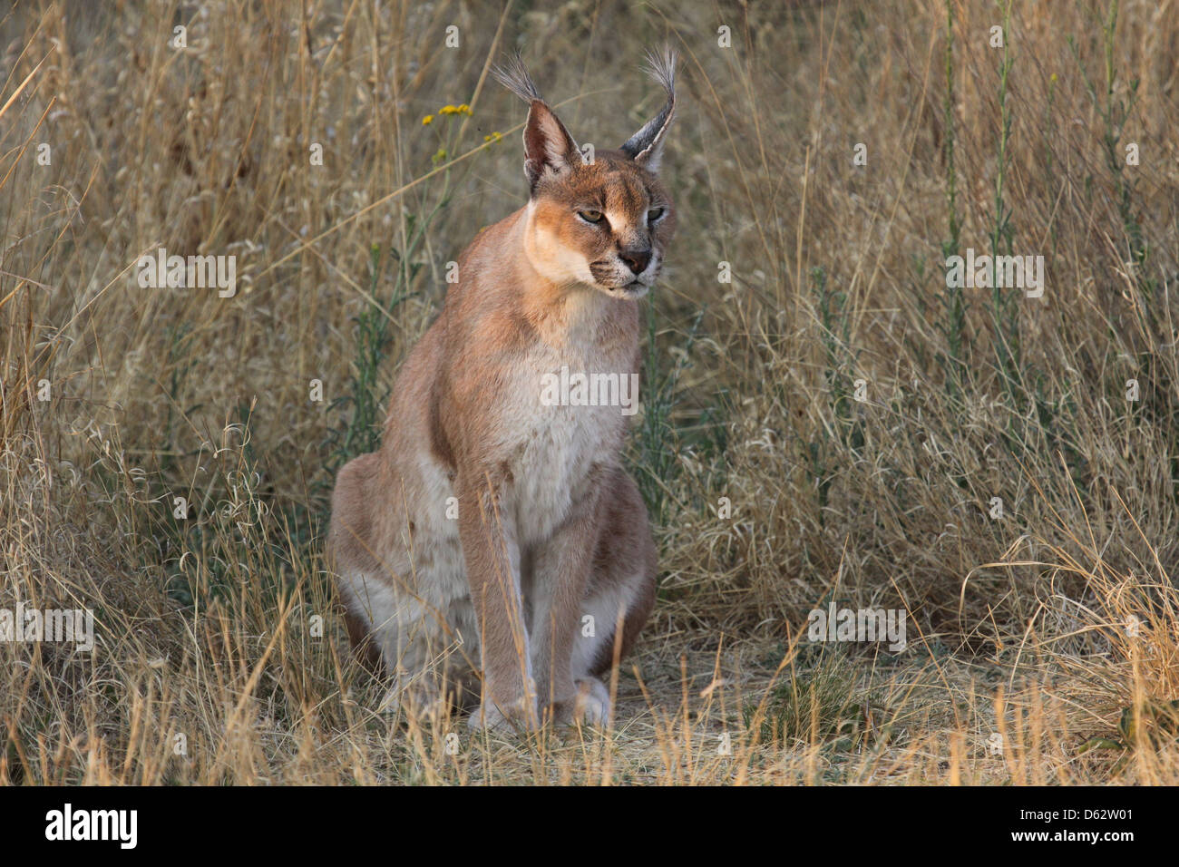 South African lynx, a caracal, Namibia, south Africa Stock Photo