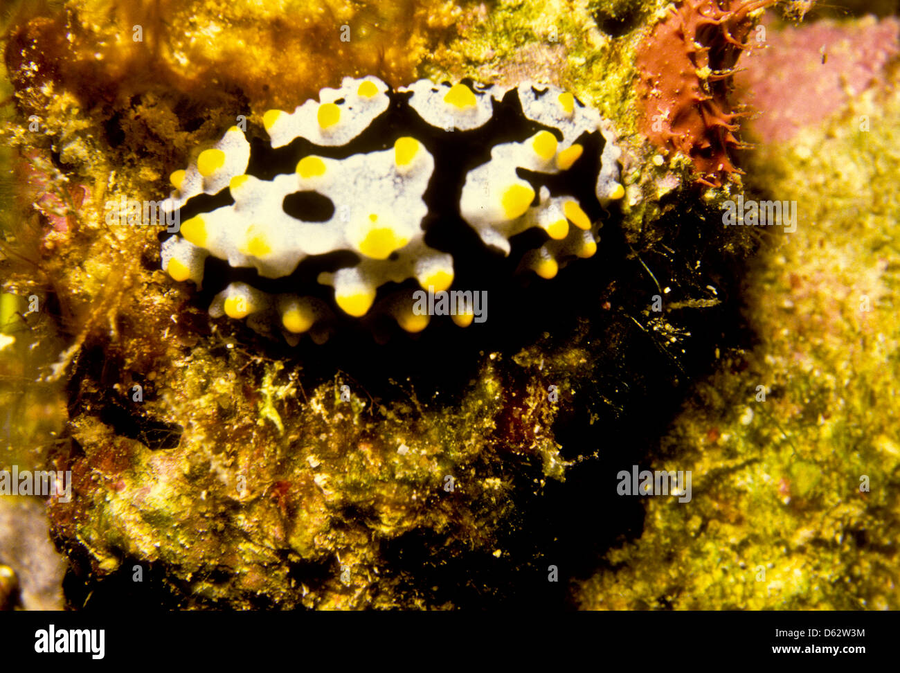 Nudibranch,Phylllidia,Sipadan May 1992 Underwater Slide Conversions,one of the richest World marine habitats,Sabah,Malaysia Stock Photo