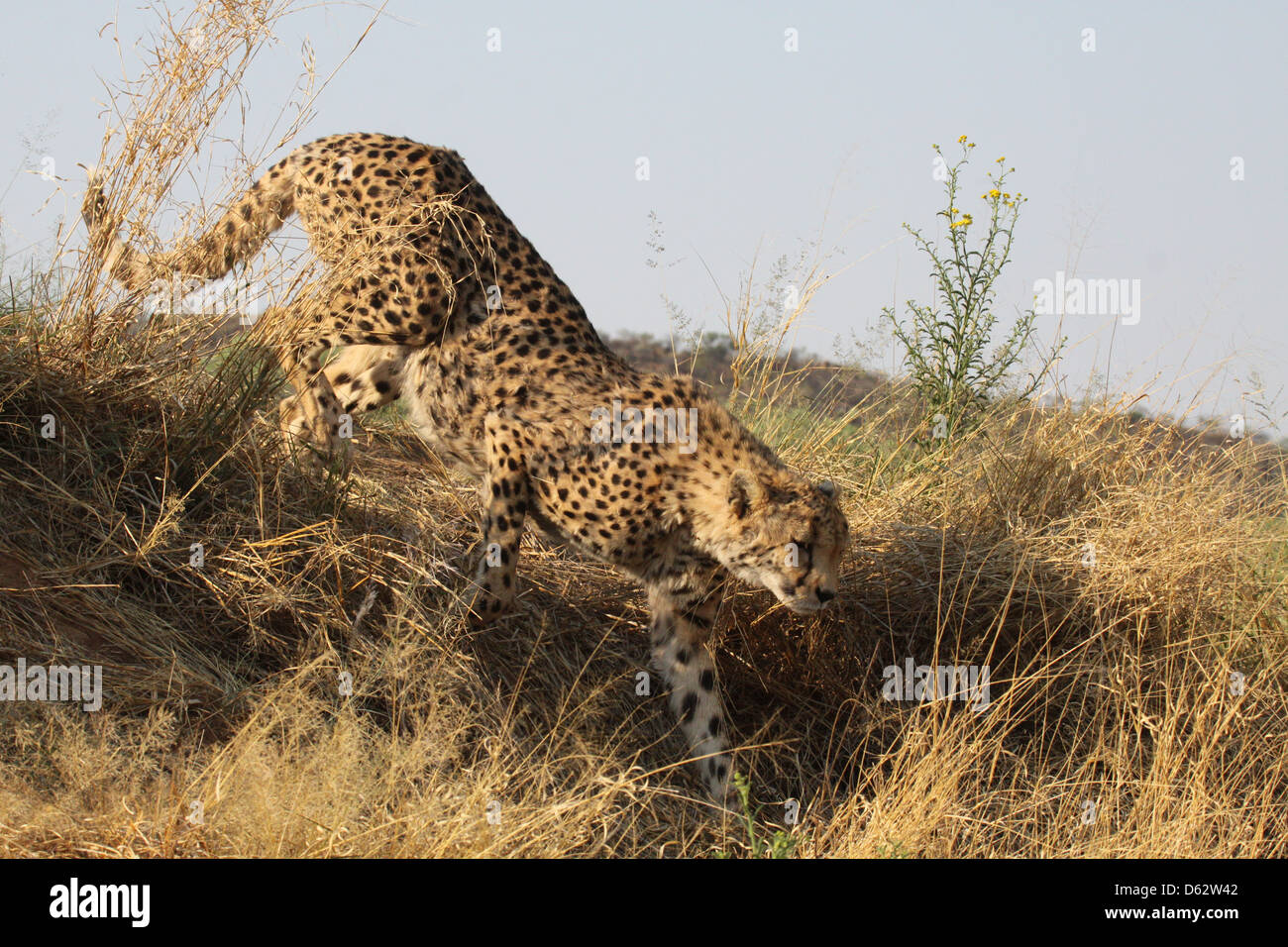 Cheetah at Africat Foundation, Namibia, south Africa Stock Photo