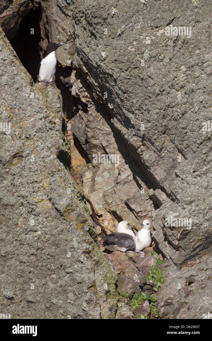 Alca torda and Fulmarus glacialis - A pair of fulmars sitting on the cliff face with a razorbill perched above them. Stock Photo