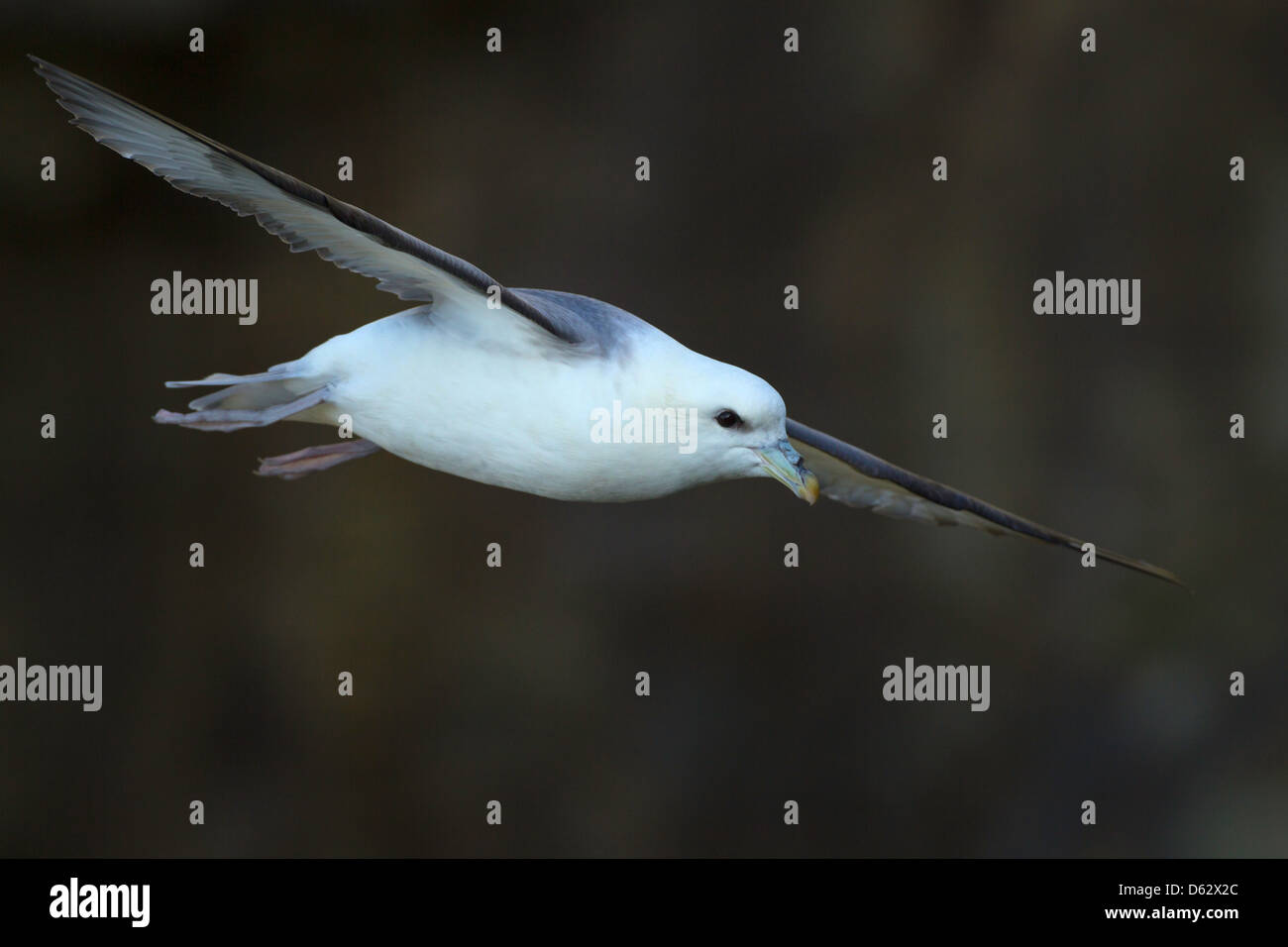 fulmarus glacialis - Fulmar in flight Stock Photo