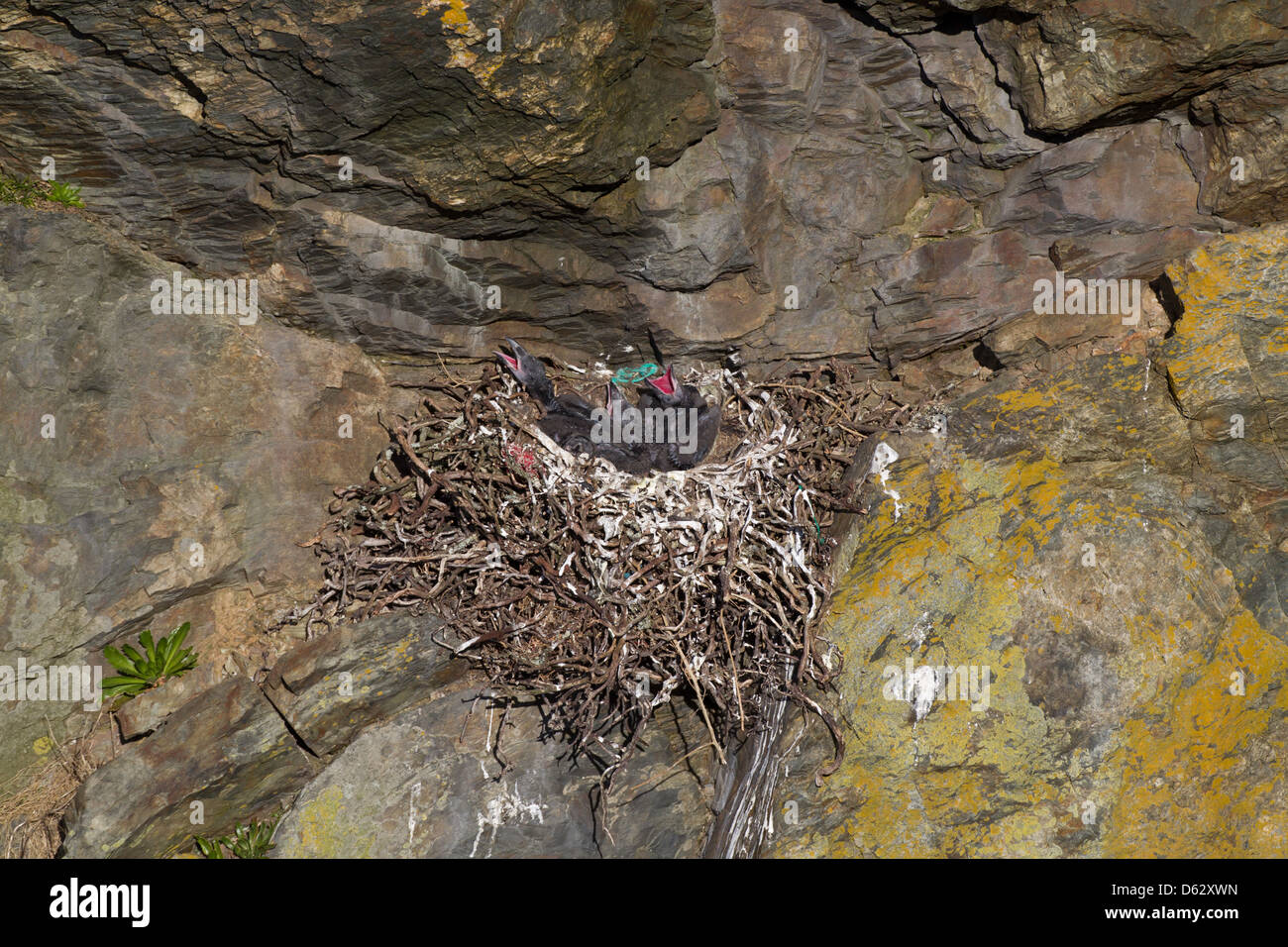 corvus corax - a Raven's nest perched on the cliff, with four chicks within showing their bright red gape. Stock Photo