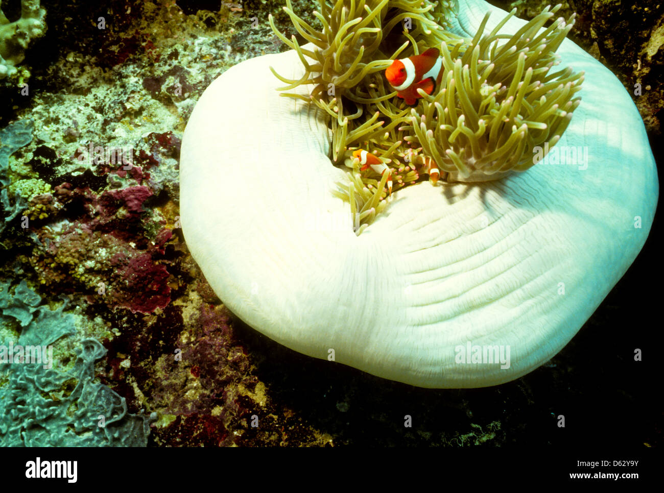 Disk Anemones,Elephant Ear polyps,resident Clown fish,Sipadan Nov 1990 Underwater Slide Conversions,richest marine habitats,Borneo Stock Photo