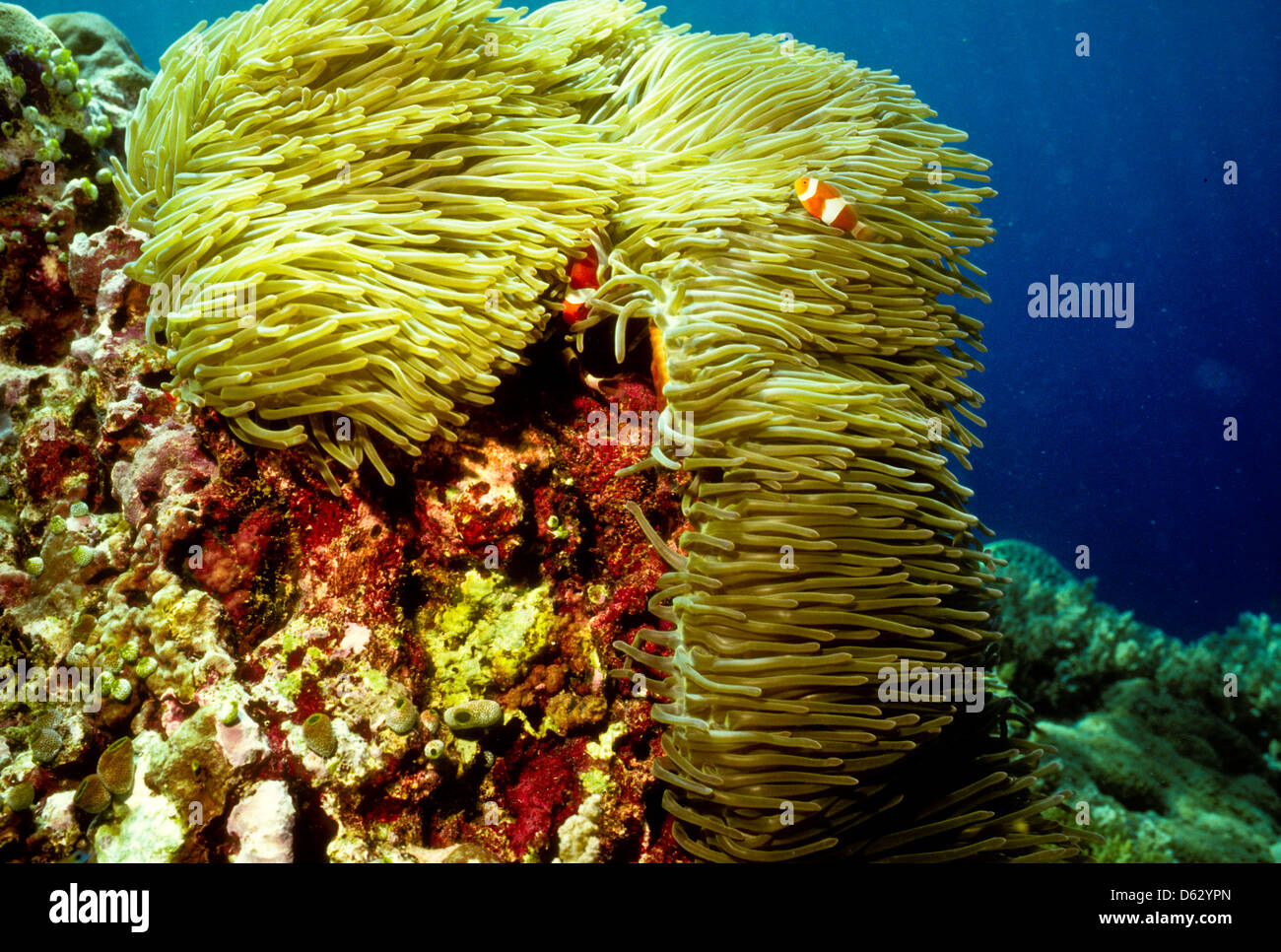 Common Anemonefish,Amphiprion ocellaris,Sipadan May 1992 Underwater Slide Conversions,one of the richest marine habitats,Sabah Stock Photo
