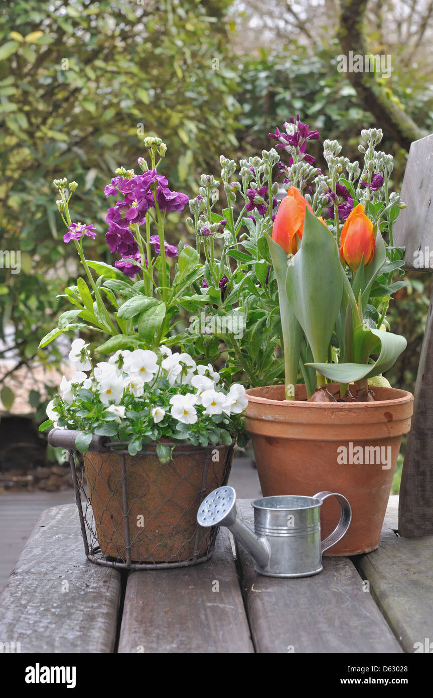 spring flowers in pots in rainy weather Stock Photo Alamy