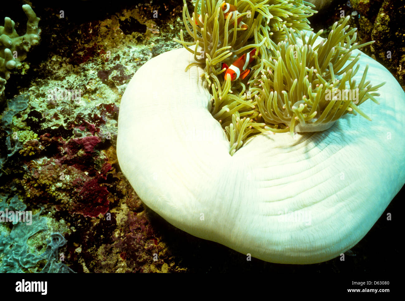 Disk Anemones,Elephant Ear polyps,resident Clown fish,Sipadan Nov 1990 Underwater Slide Conversions,richest marine habitats,Borneo Stock Photo