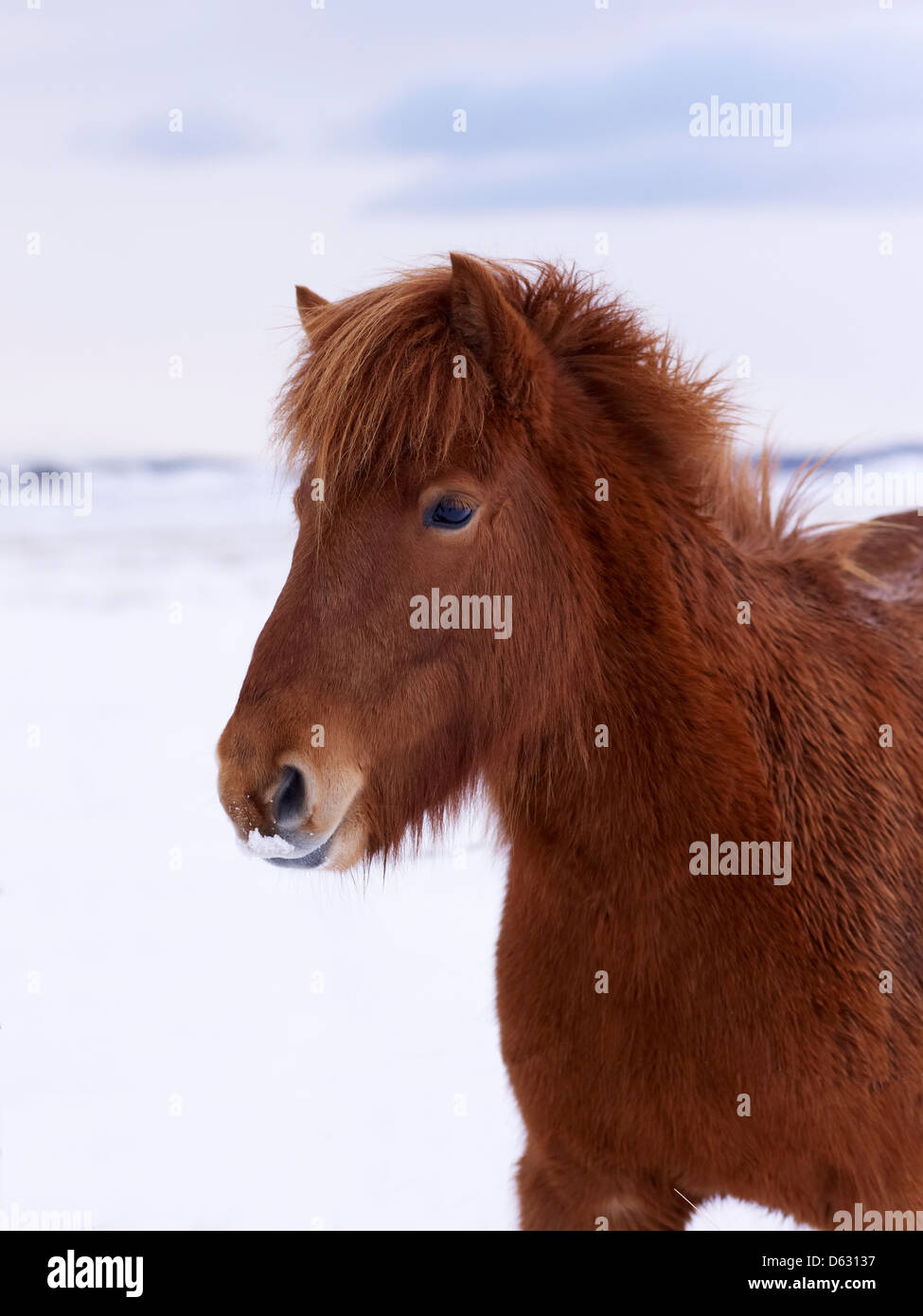 Portrait of an an Iceland horse Stock Photo