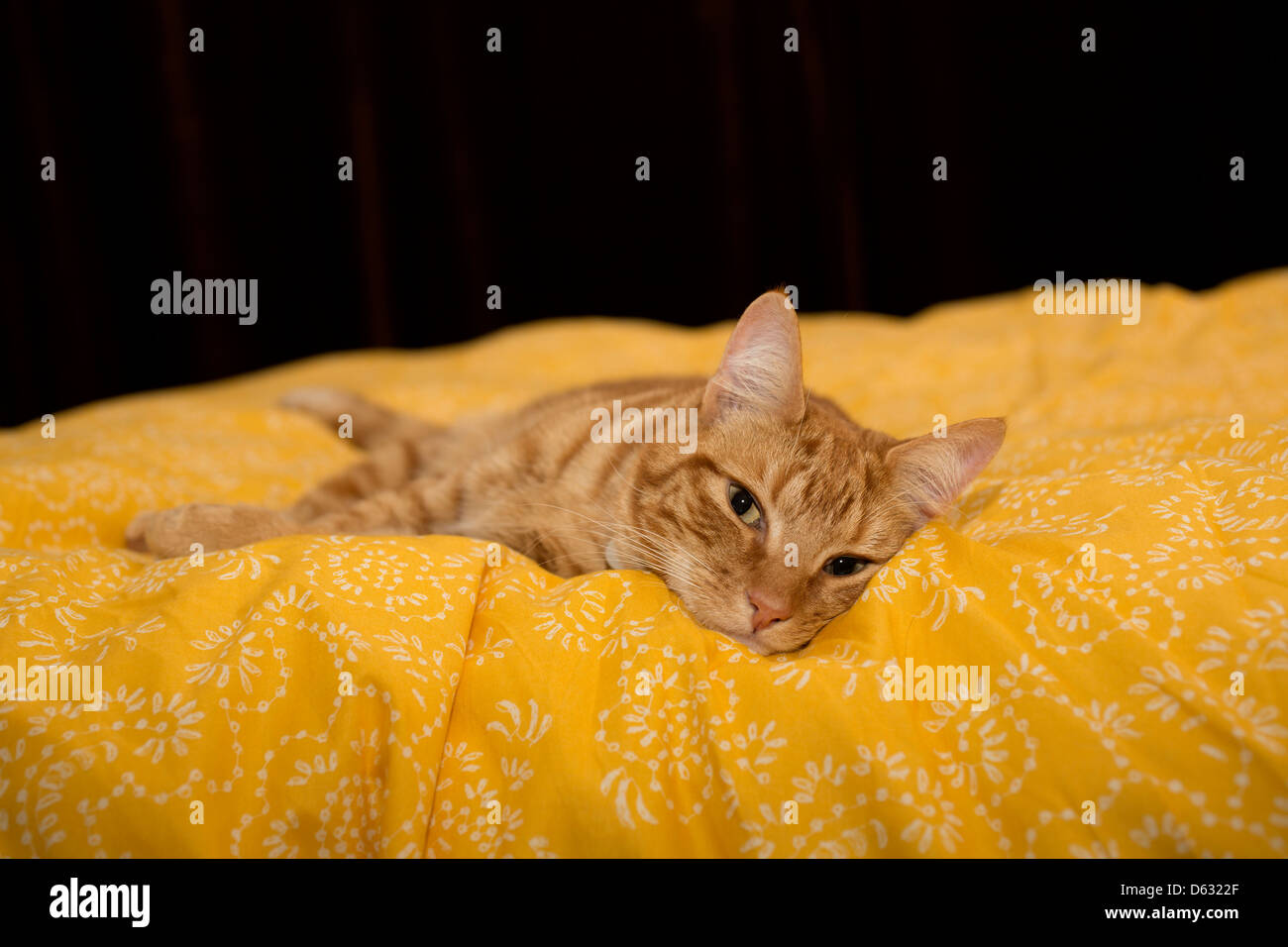 ginger cat lying on bright yellow sheet Stock Photo - Alamy