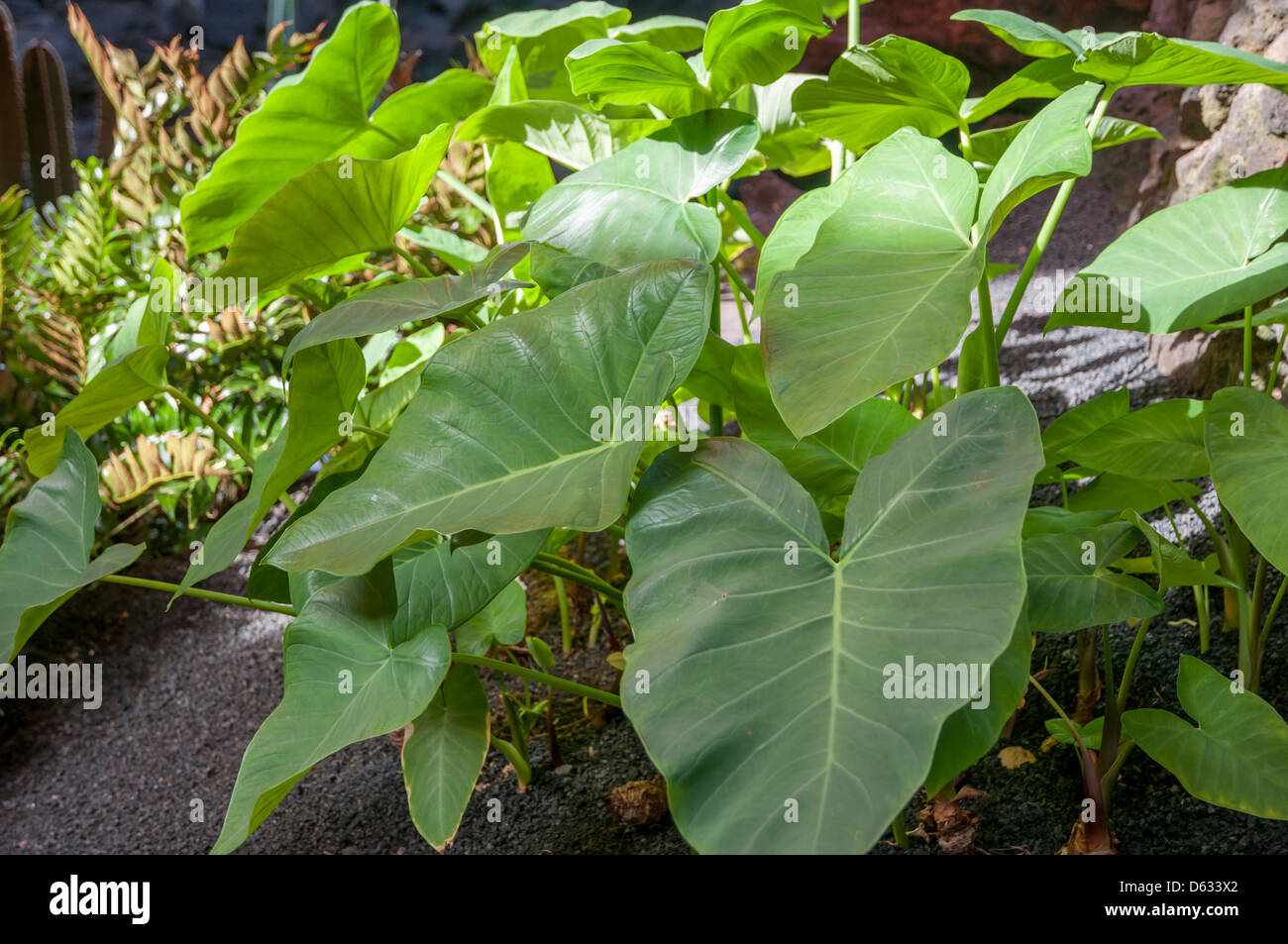 growing plants planted in volcanic soil Stock Photo Alamy