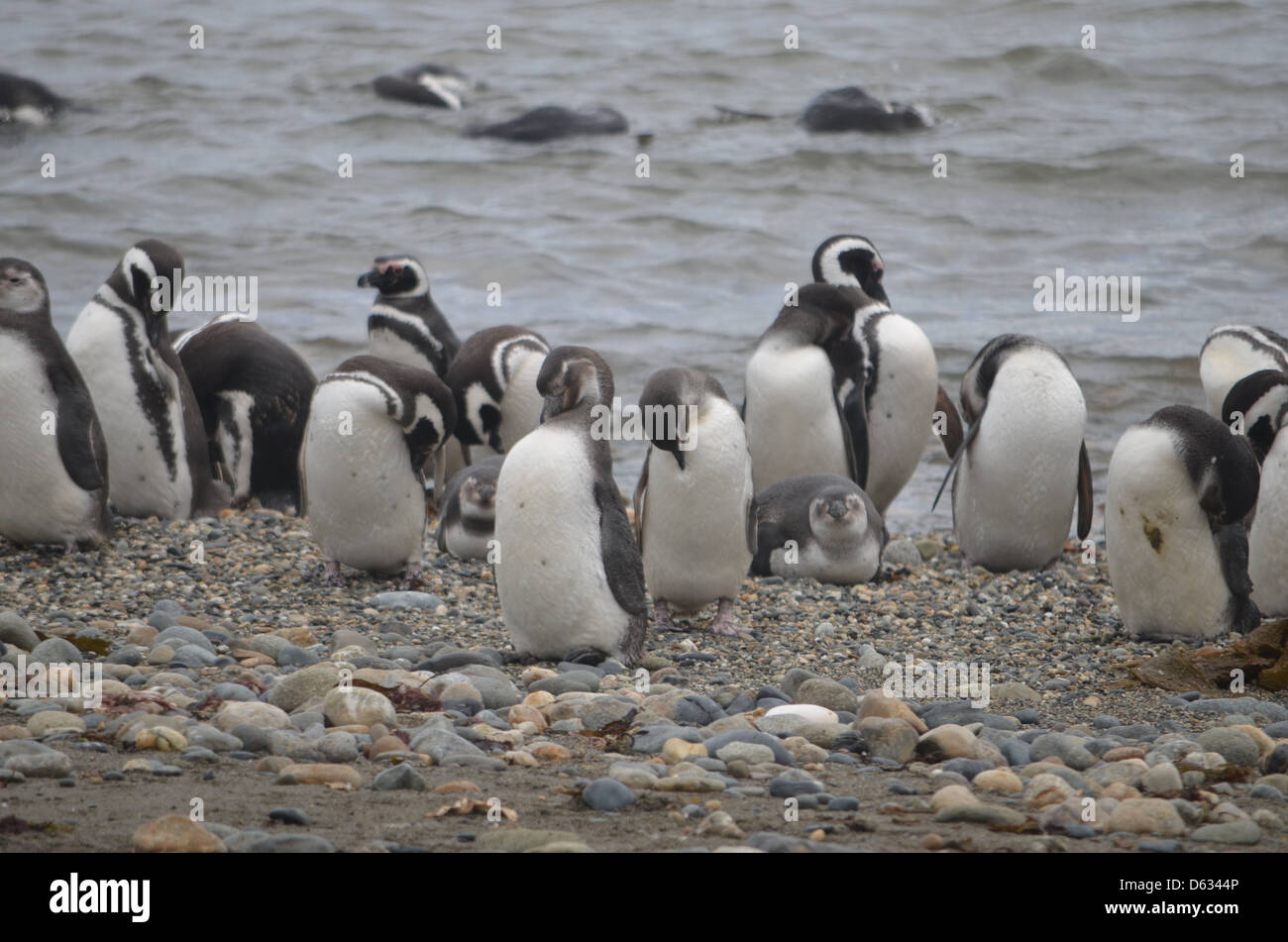 Magellan Penguin at the Seno Otway colony, Punta Arenas, Chile Stock Photo