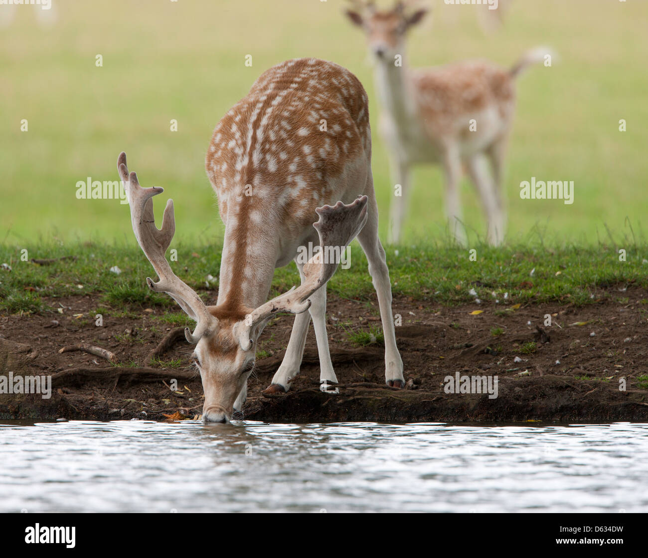 A Fallow deer comes to drink Stock Photo