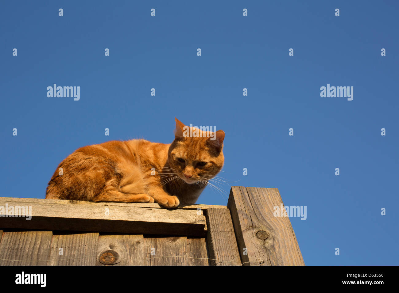 ginger cat balanced on the top of a fence Stock Photo - Alamy