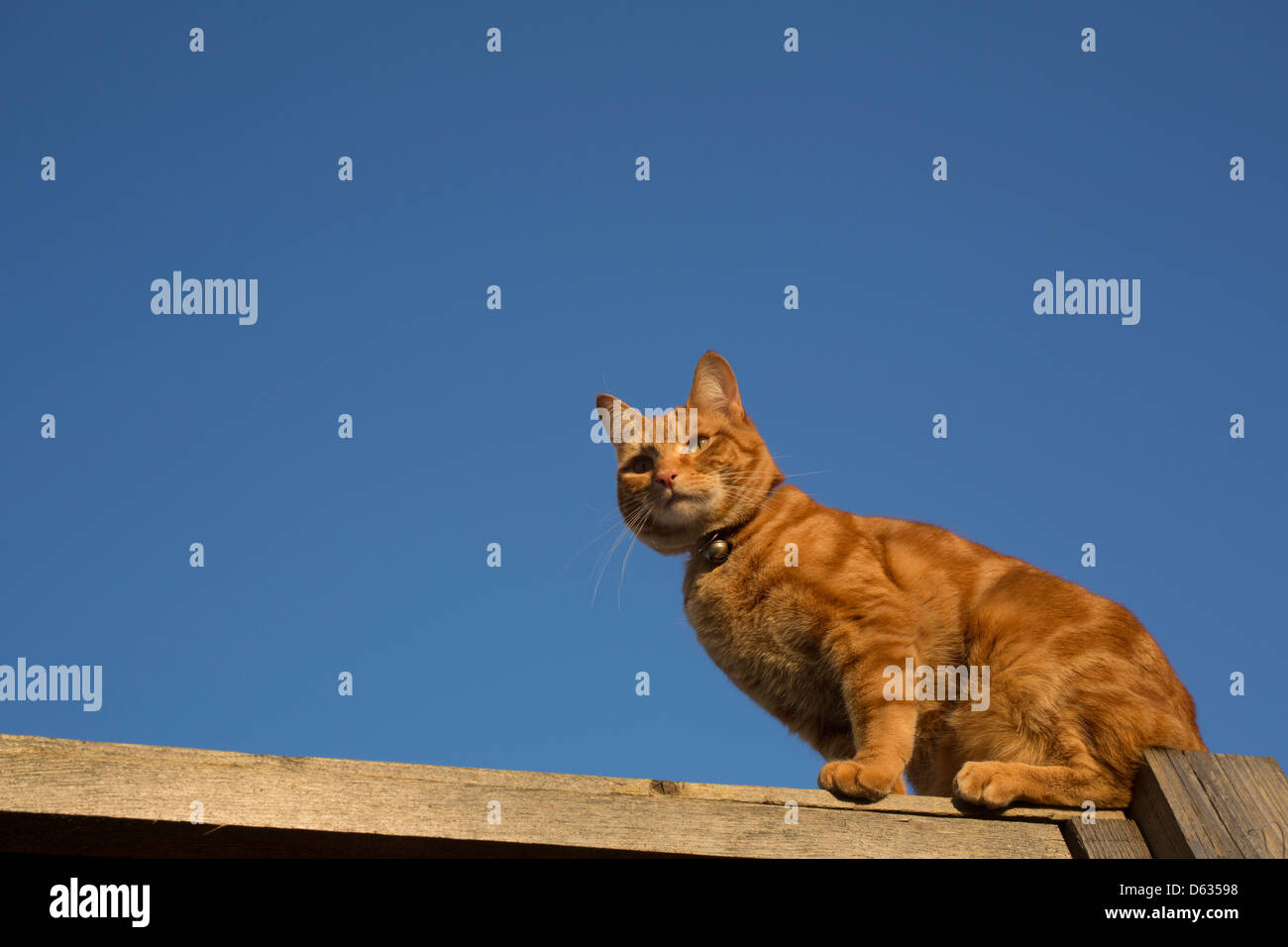 ginger cat balanced on the top of a fence Stock Photo - Alamy