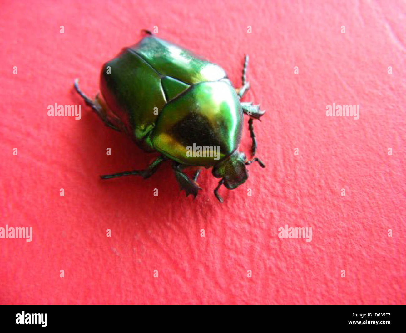 Green June Beetle /Family: Scarabaeidae / Subfamily: Melolonthinae Stock Photo