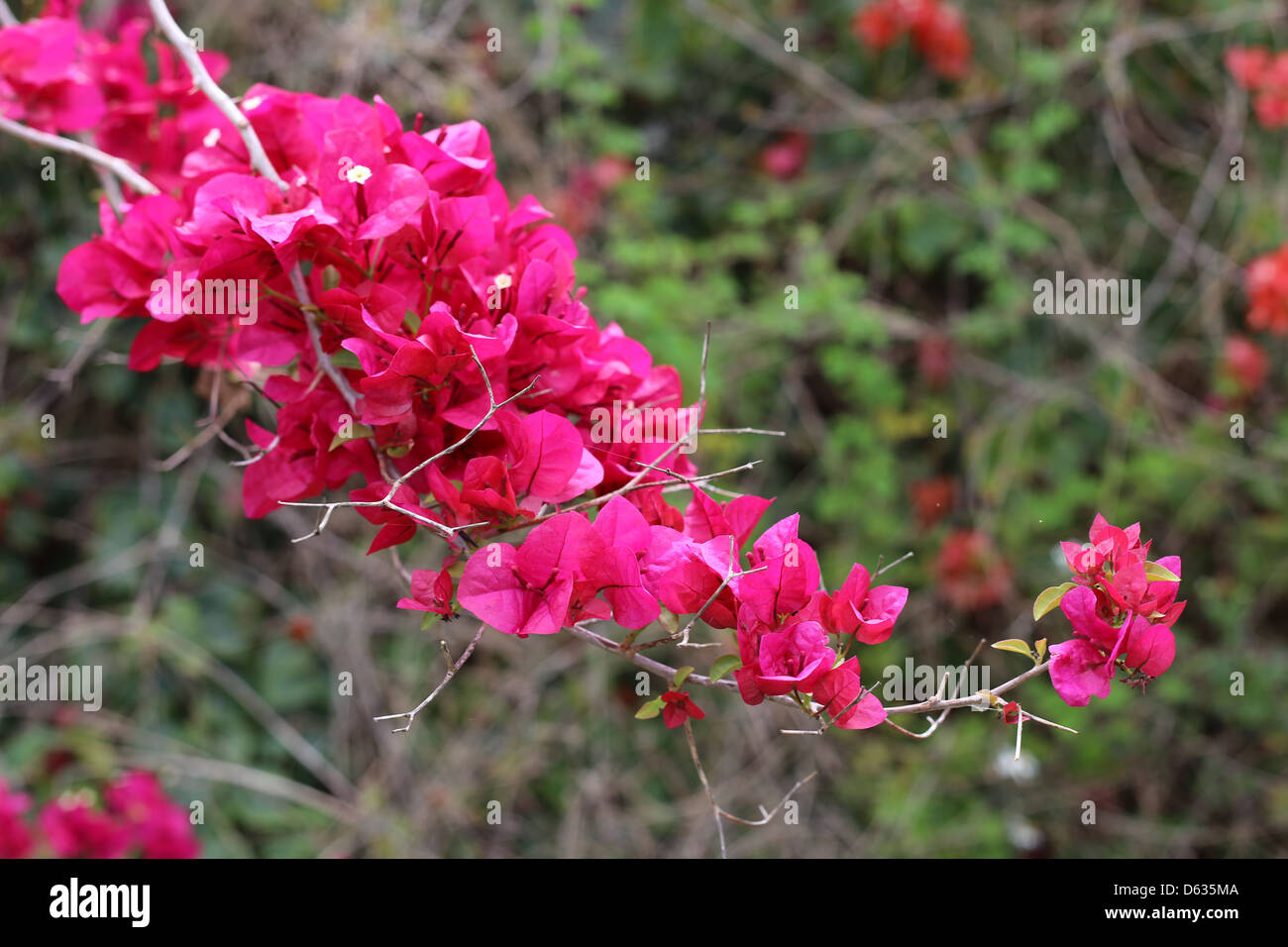 modern day hybrids of Bougainvillea spectabilis (B. Brasiliensis) and B. glabra flowering thorny woody vine plants Stock Photo