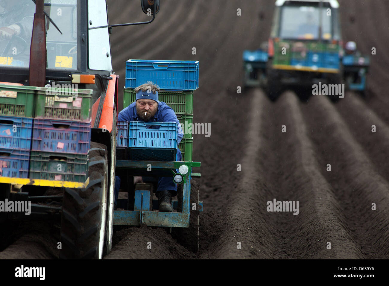 Spring planting potatoes in rows, Tractor farmer, Czech Republic Stock Photo