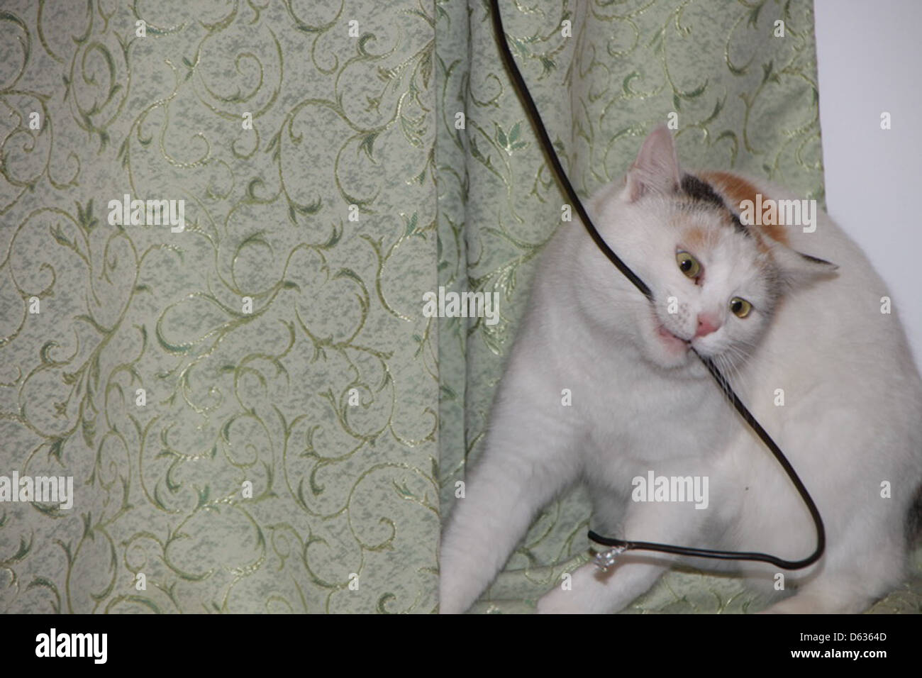This image captures a playful cat, shot with a Canon 500D camera using ...
