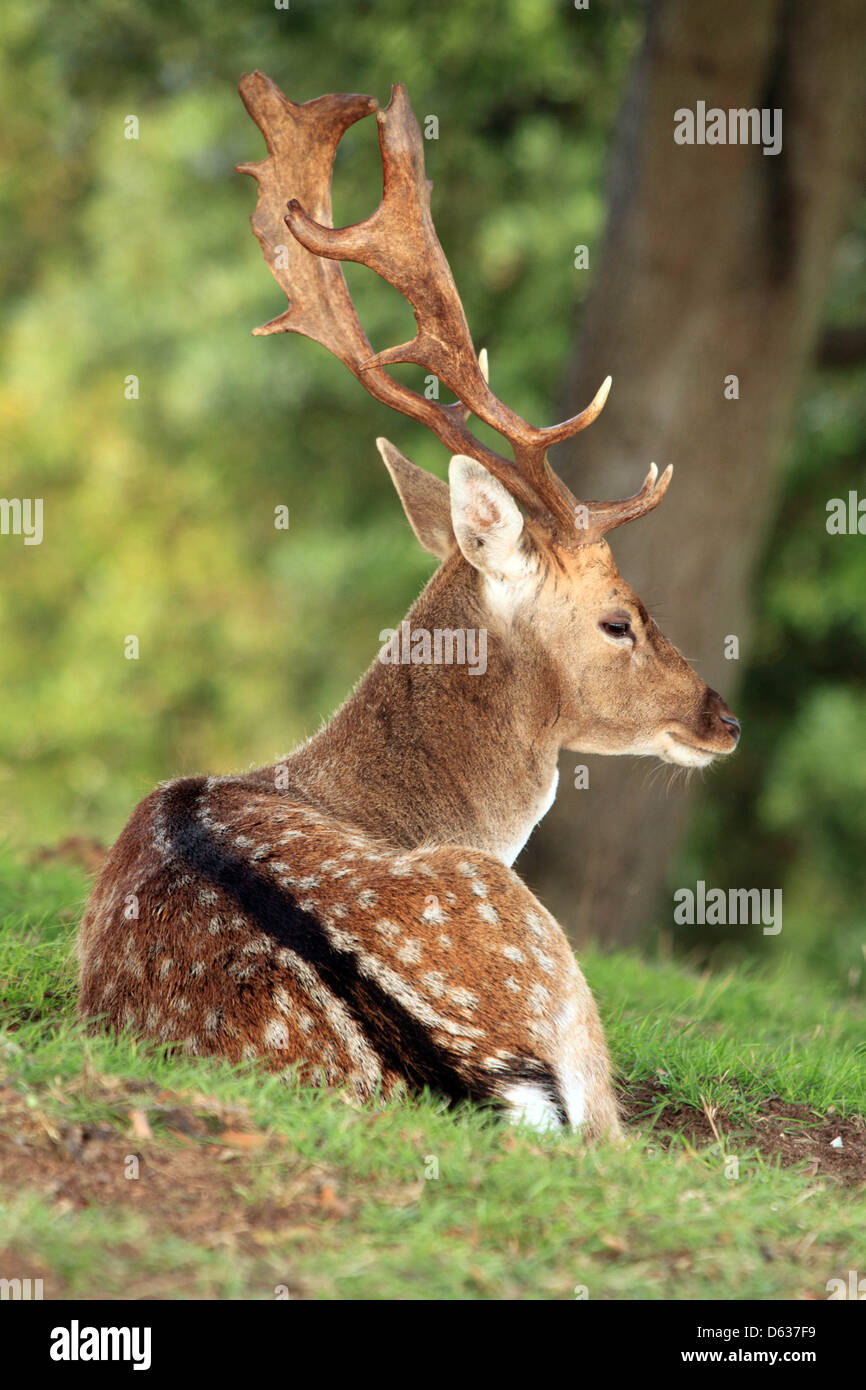 Fallow Buck Resting Stock Photo