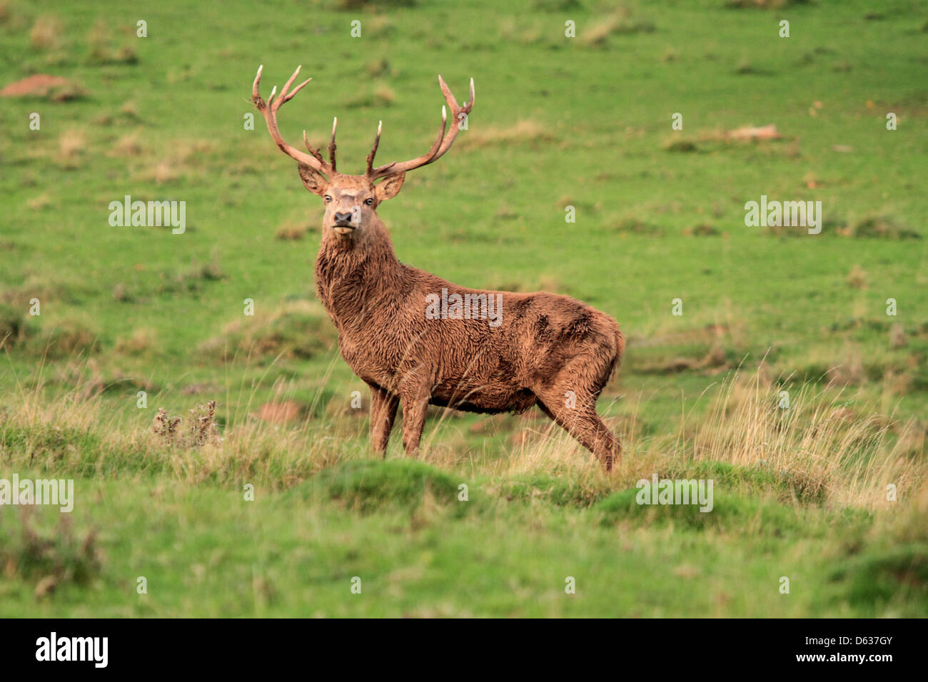 Mature Matriarch Red Deer Stag during the rut. Stock Photo