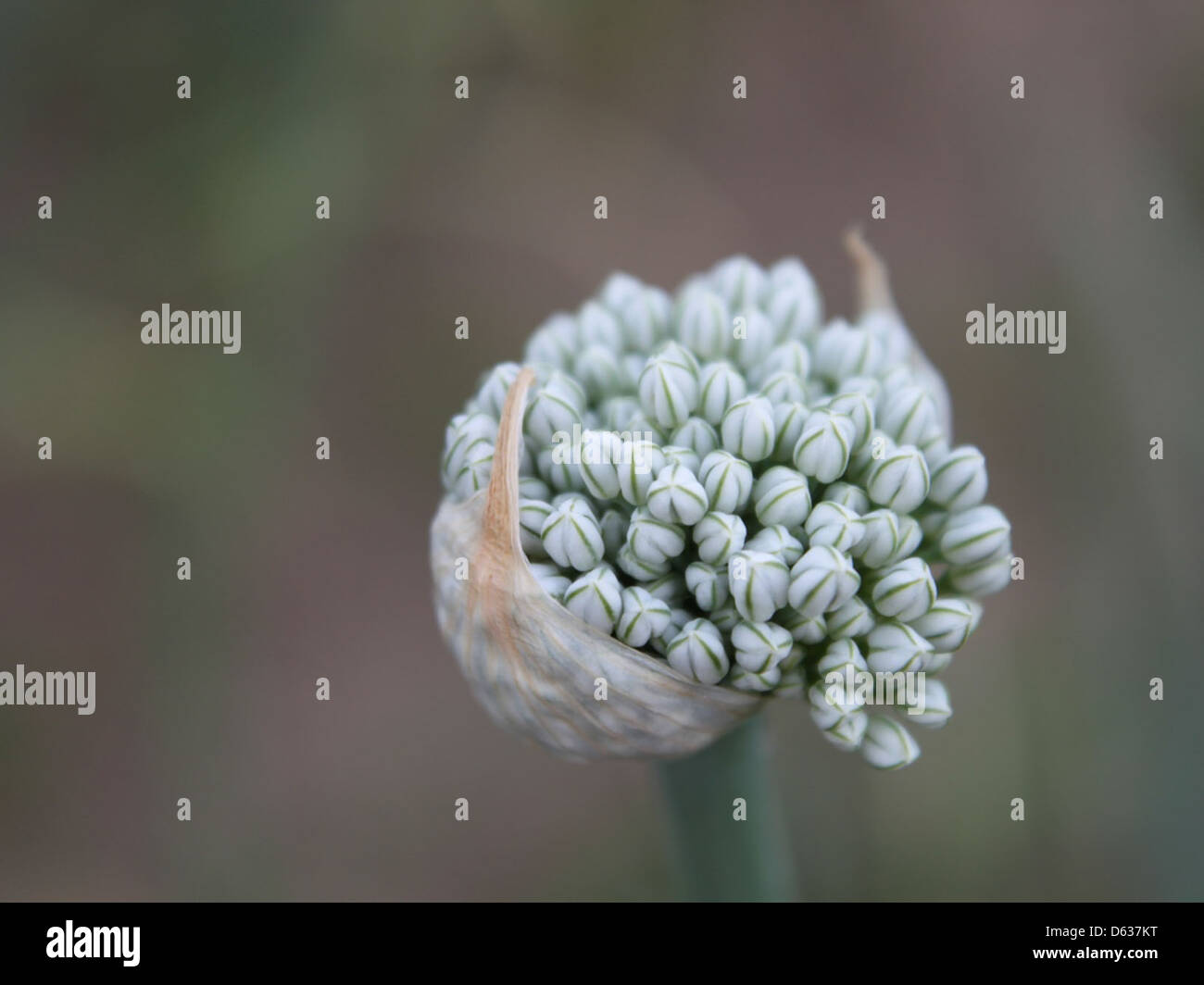 OnionSeedsHead 84109 Stock Photo Alamy