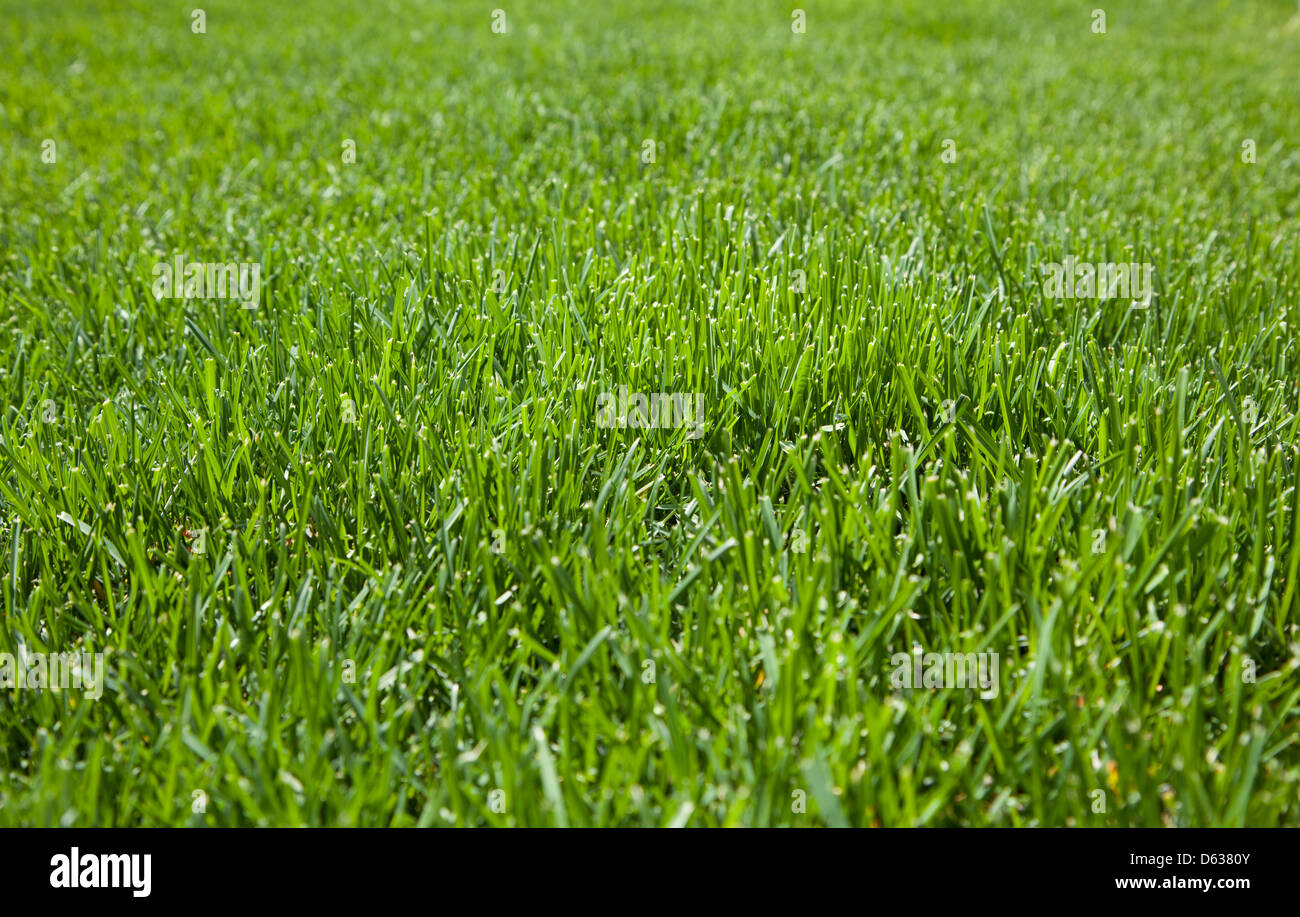 Closeup of cut grass Stock Photo