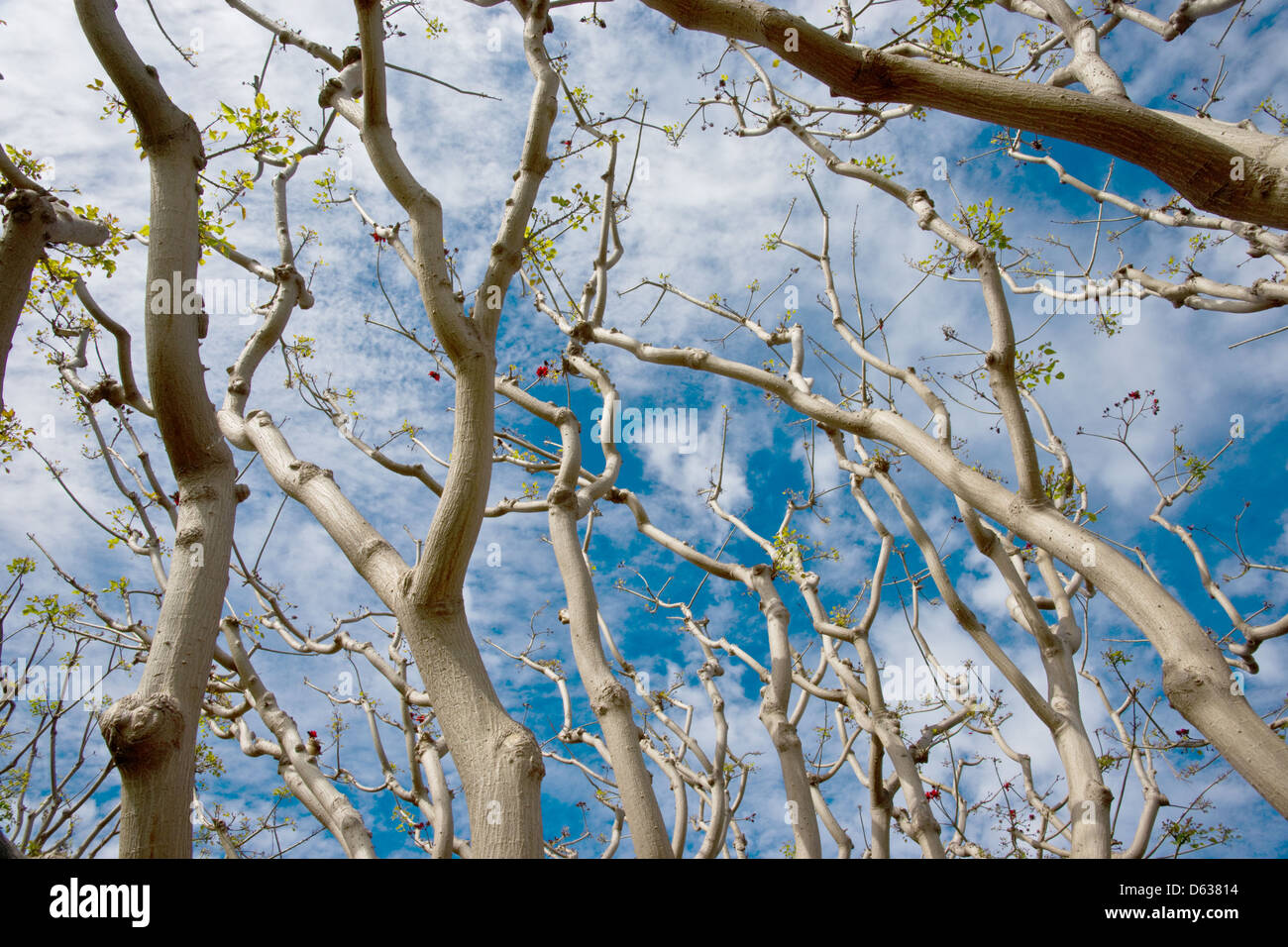 Looking upwards through the branches of large bushes growing in San Diego, California Stock Photo