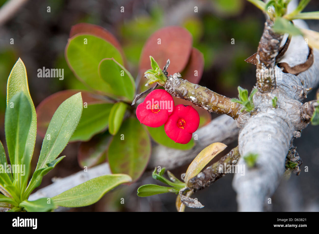 purple flower in the garden of flowers Stock Photo - Alamy