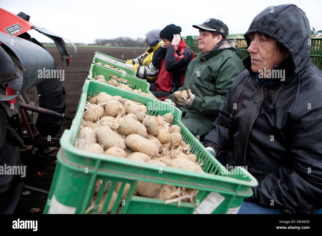Spring planting potatoes, Farmers with potatoes in boxes Stock Photo