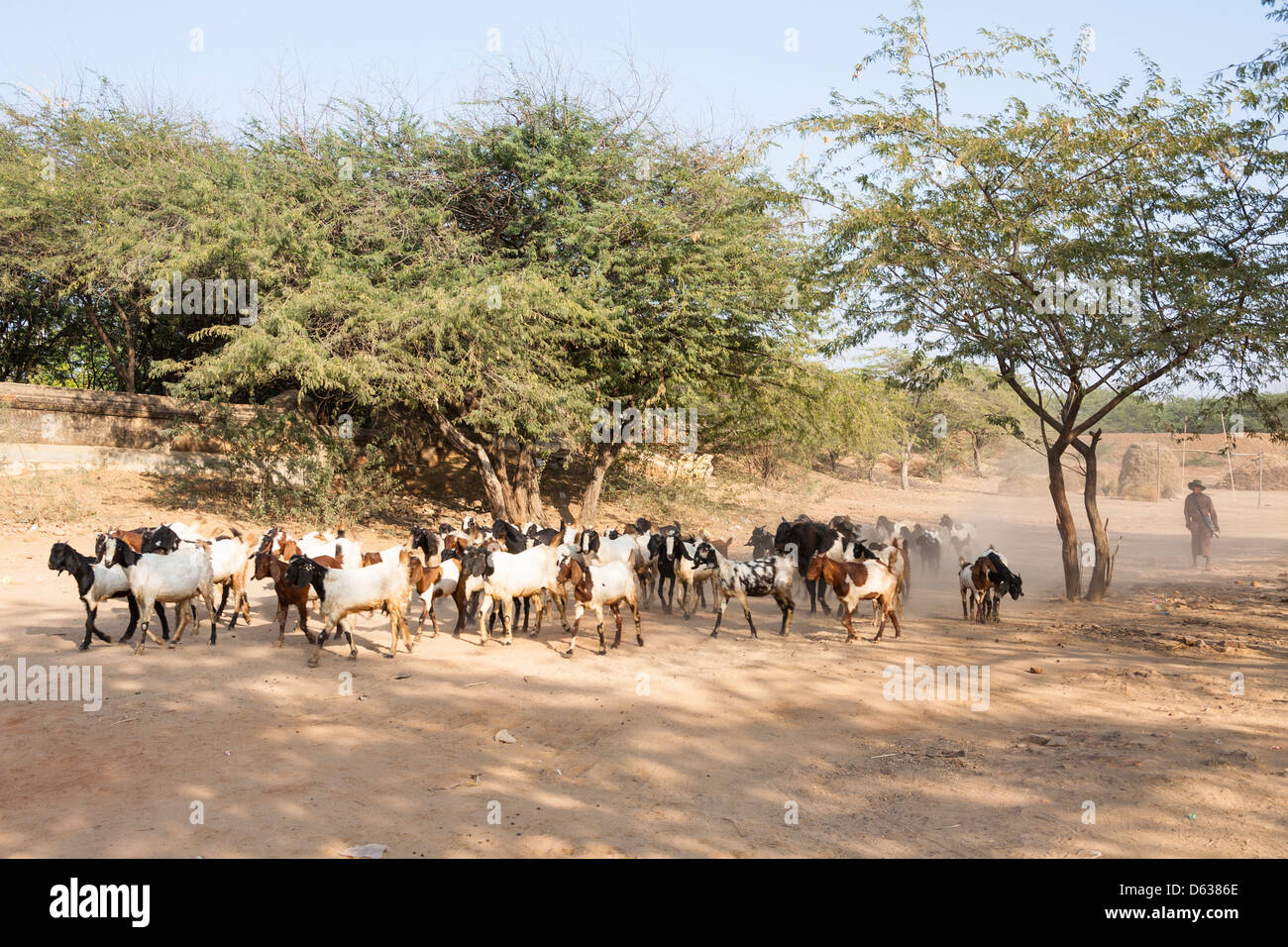 Herd of goats being shepherded, Minnanthu, Bagan, Myanmar, (Burma) Stock Photo