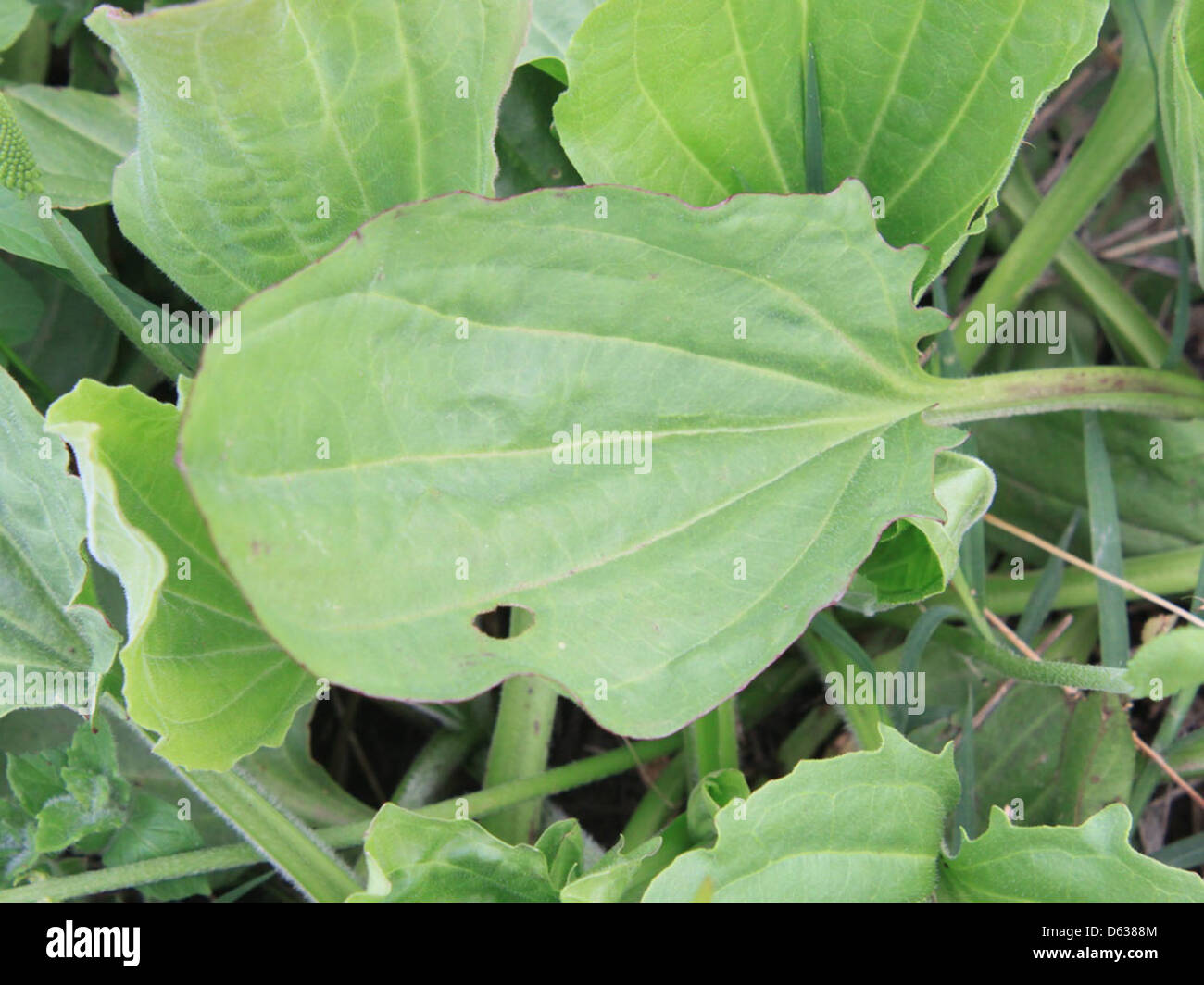 Plantago-Major Green-Leaves  36218 Stock Photo