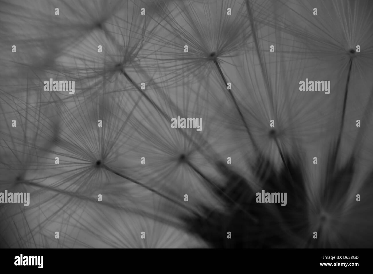 Dandelion image Black and White Stock Photos & Images - Alamy